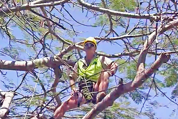 Pruning---Arborist-prepares-for--corrective-surgery-2b.jpg