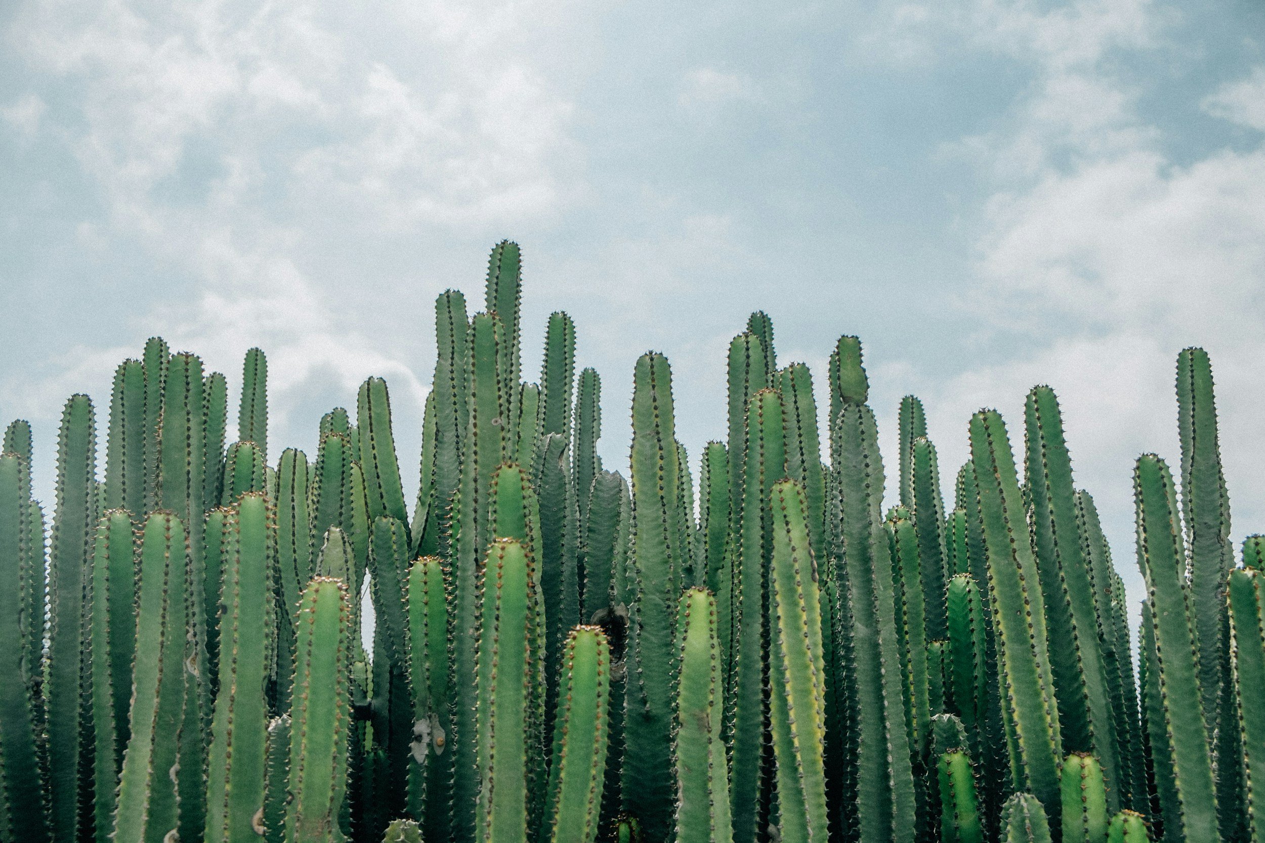 unsplash-image-3guU1kCxxy0.jpg