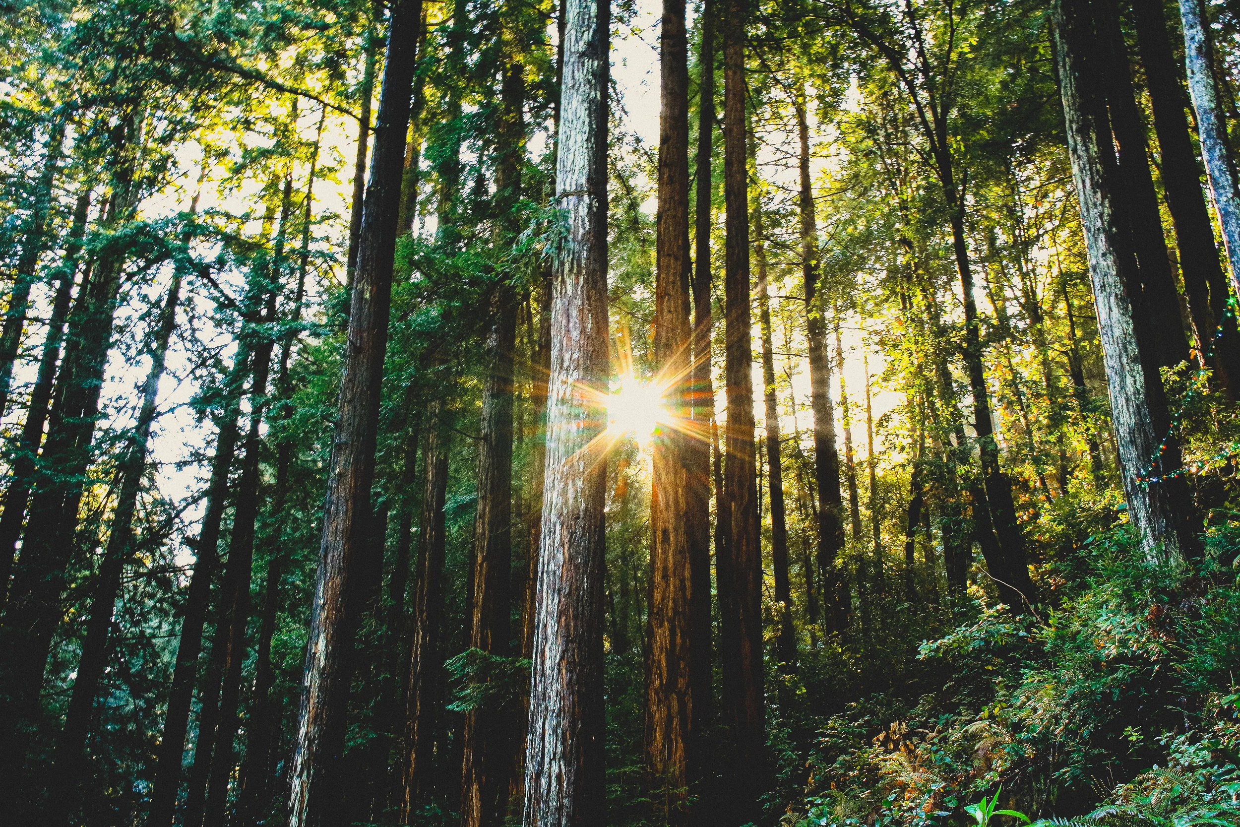 Santa cruz trees original copy.jpg