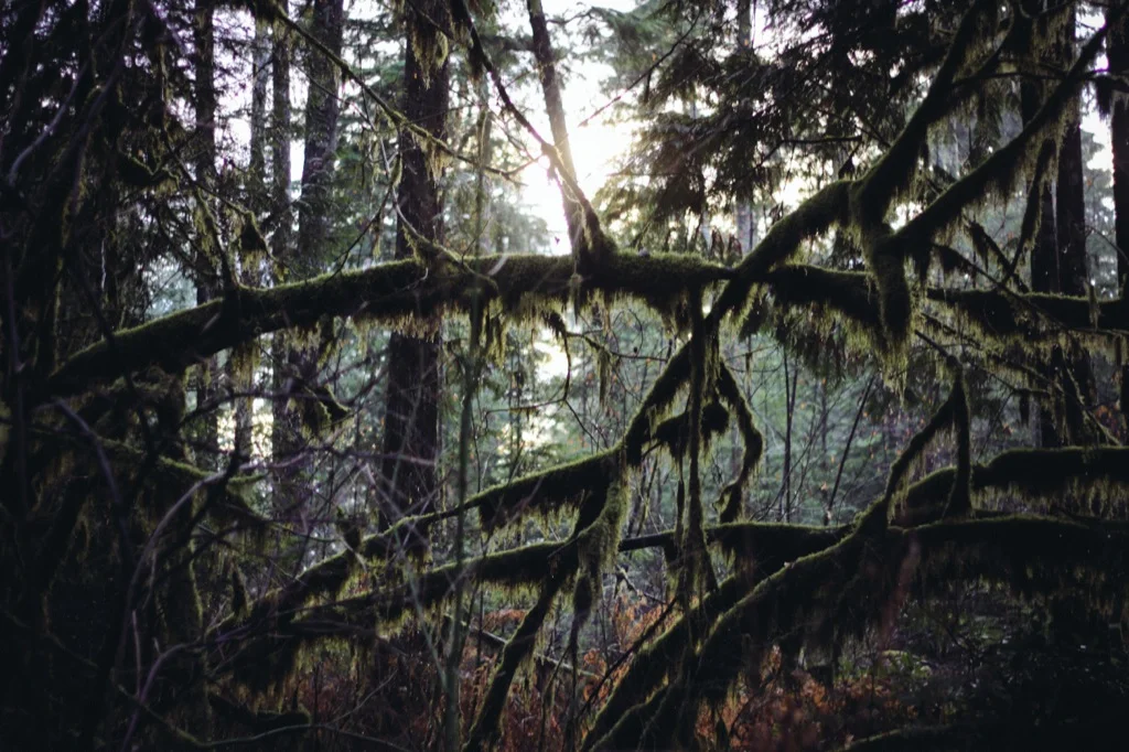 Christmas-Eve-Squamish230.jpg