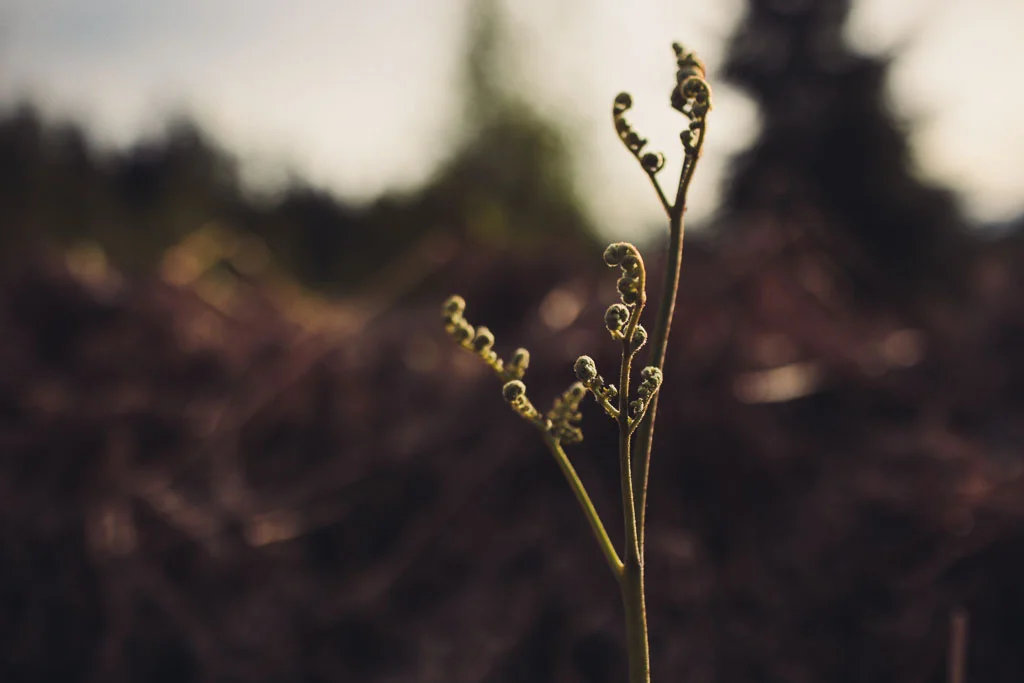 #0015 This Pilgrim's Progress| lorraineyeung