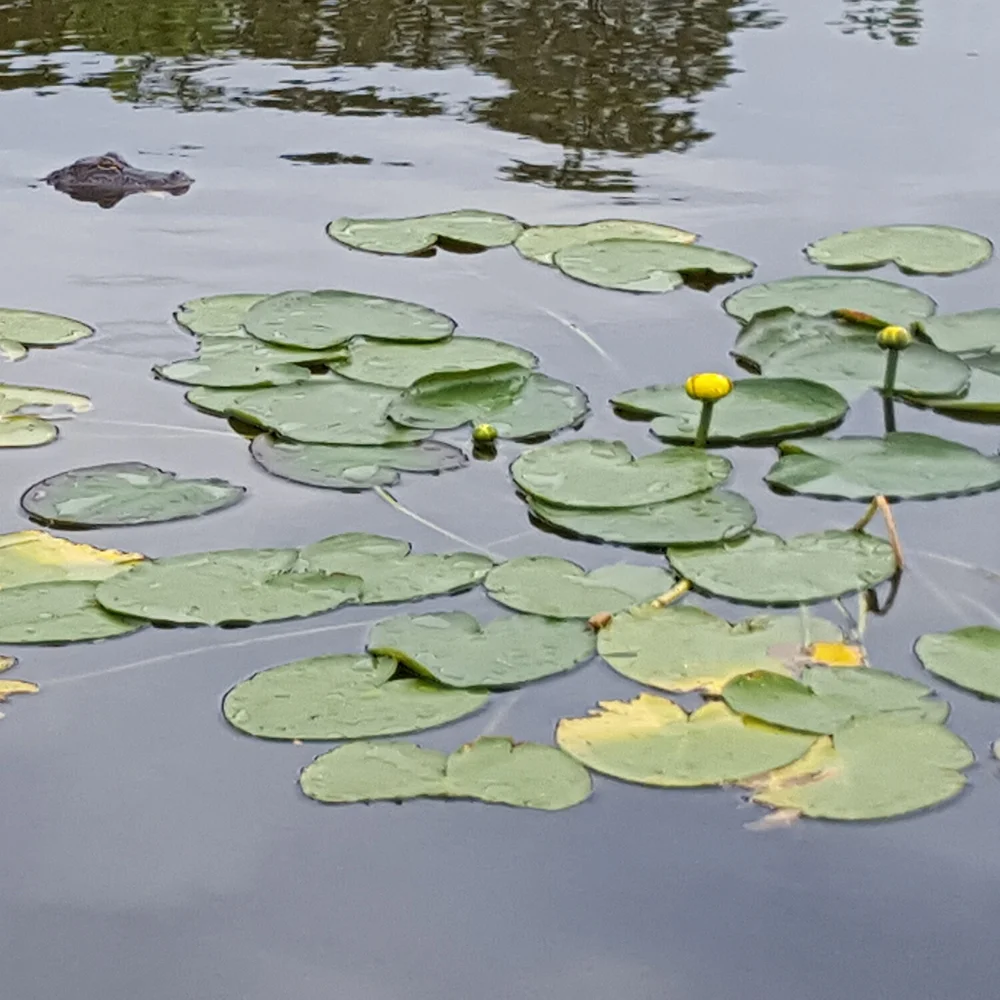 Water Lilies And Similar Species With Floating Leaves Green Star Wetland Plant Farm