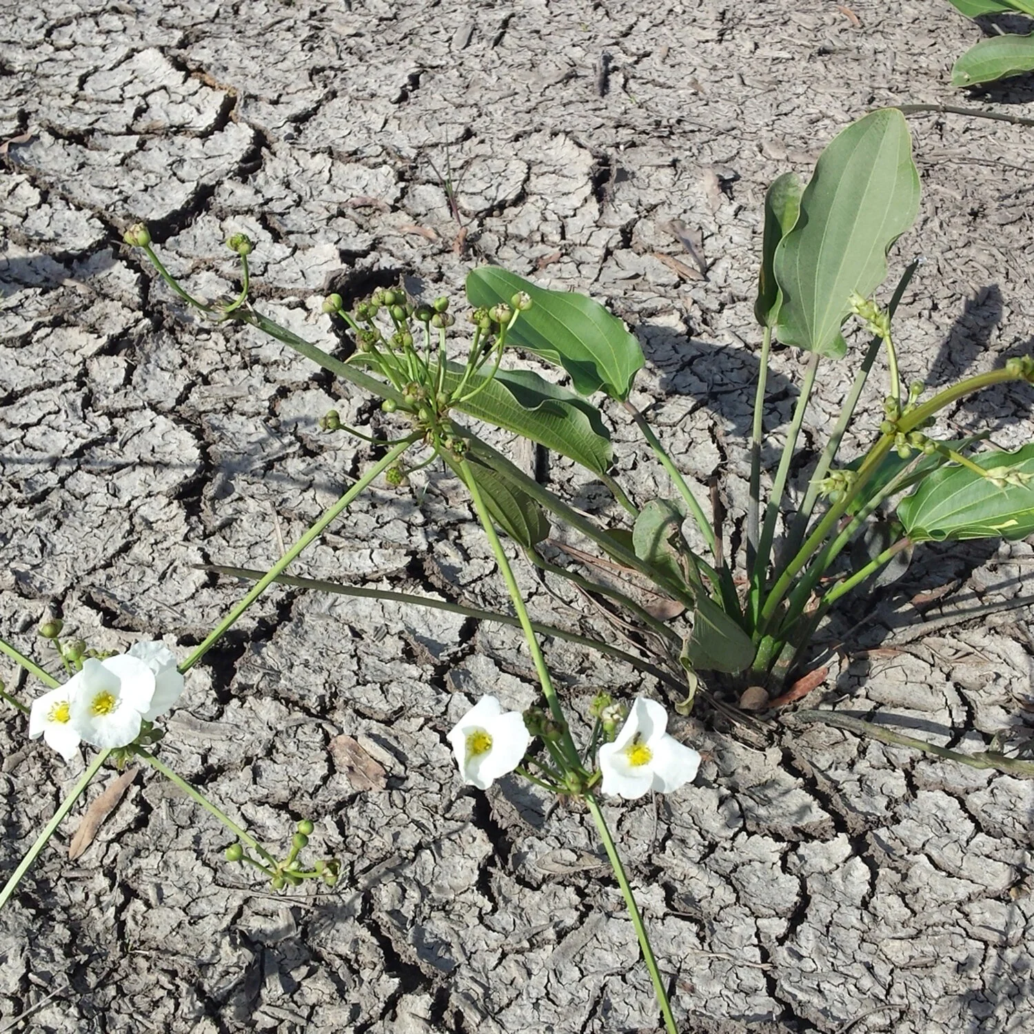 Signature wetland plant family, some with arrow-shaped leaves — Green ...