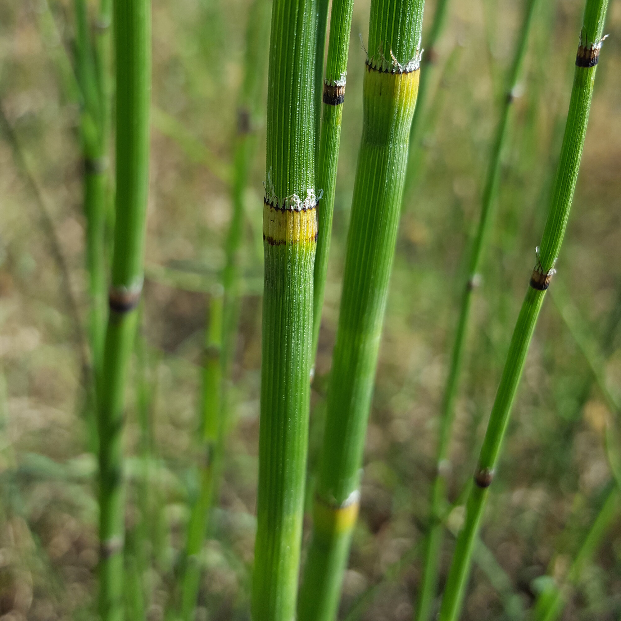 Rushes of various types, all having slender green stems — Green