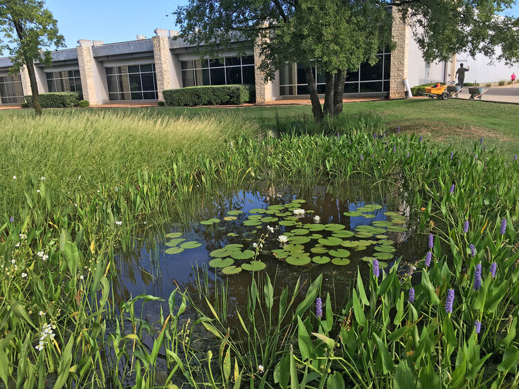Green Star designed this half-acre stormwater wetland for Tarrant Regional Water District in Fort Worth.