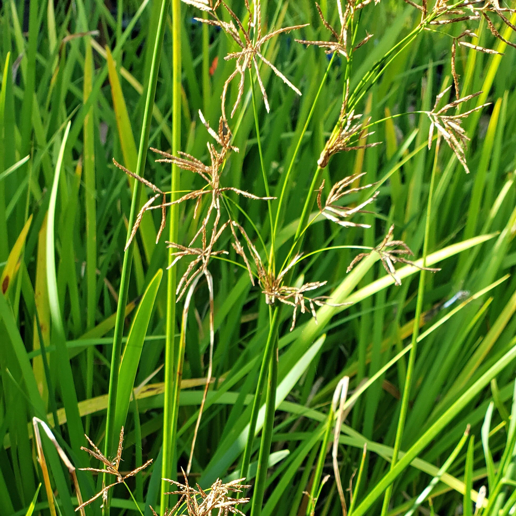 Rushes of various types, all having slender green stems — Green Star ...