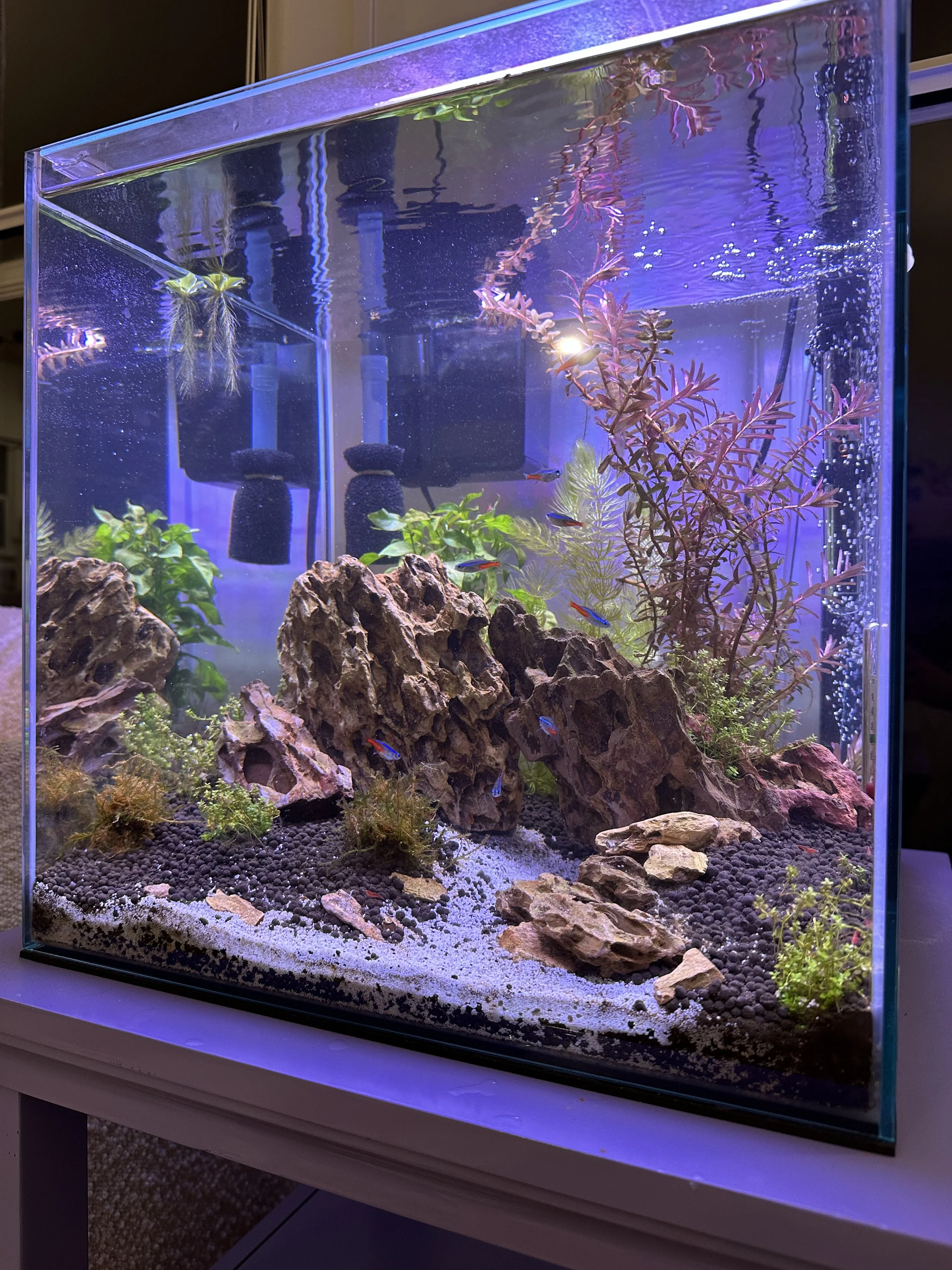 A Beginner's Guide to Neocaridina Shrimp and Freshwater Aquarium Care