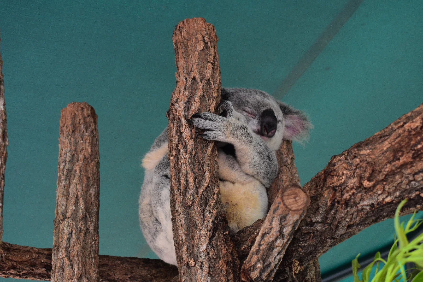 A drizzly day at Australia Zoo