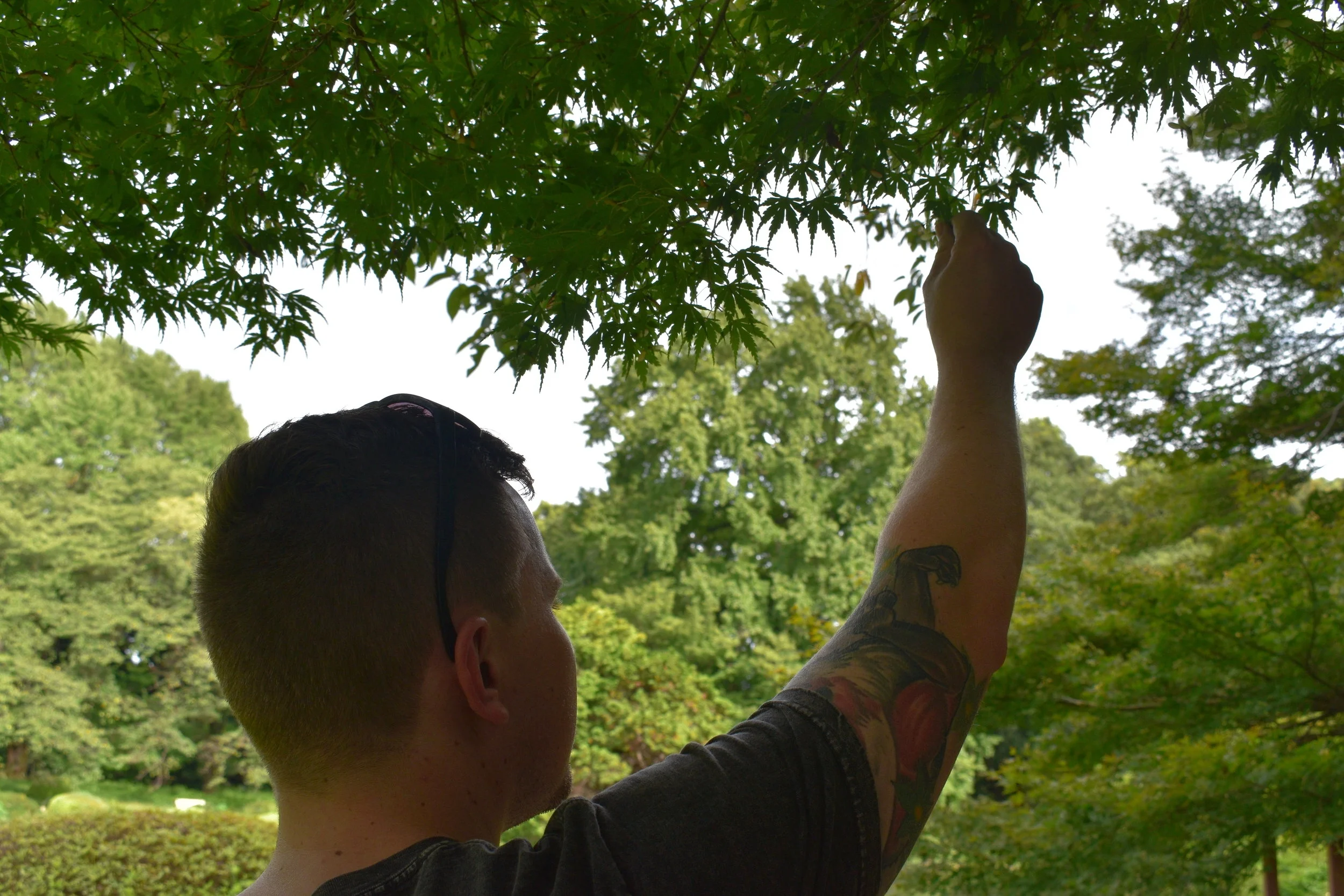 Traditional Japanese Gardens – Shinjuku Gyoen