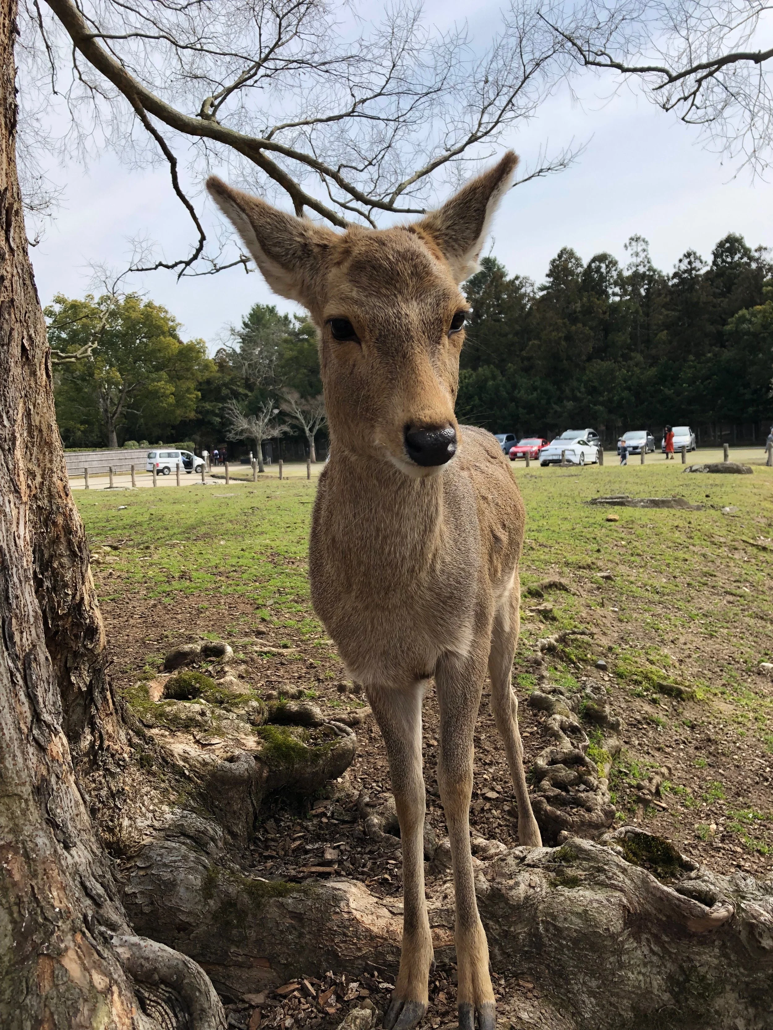 Nara - A full day itinerary