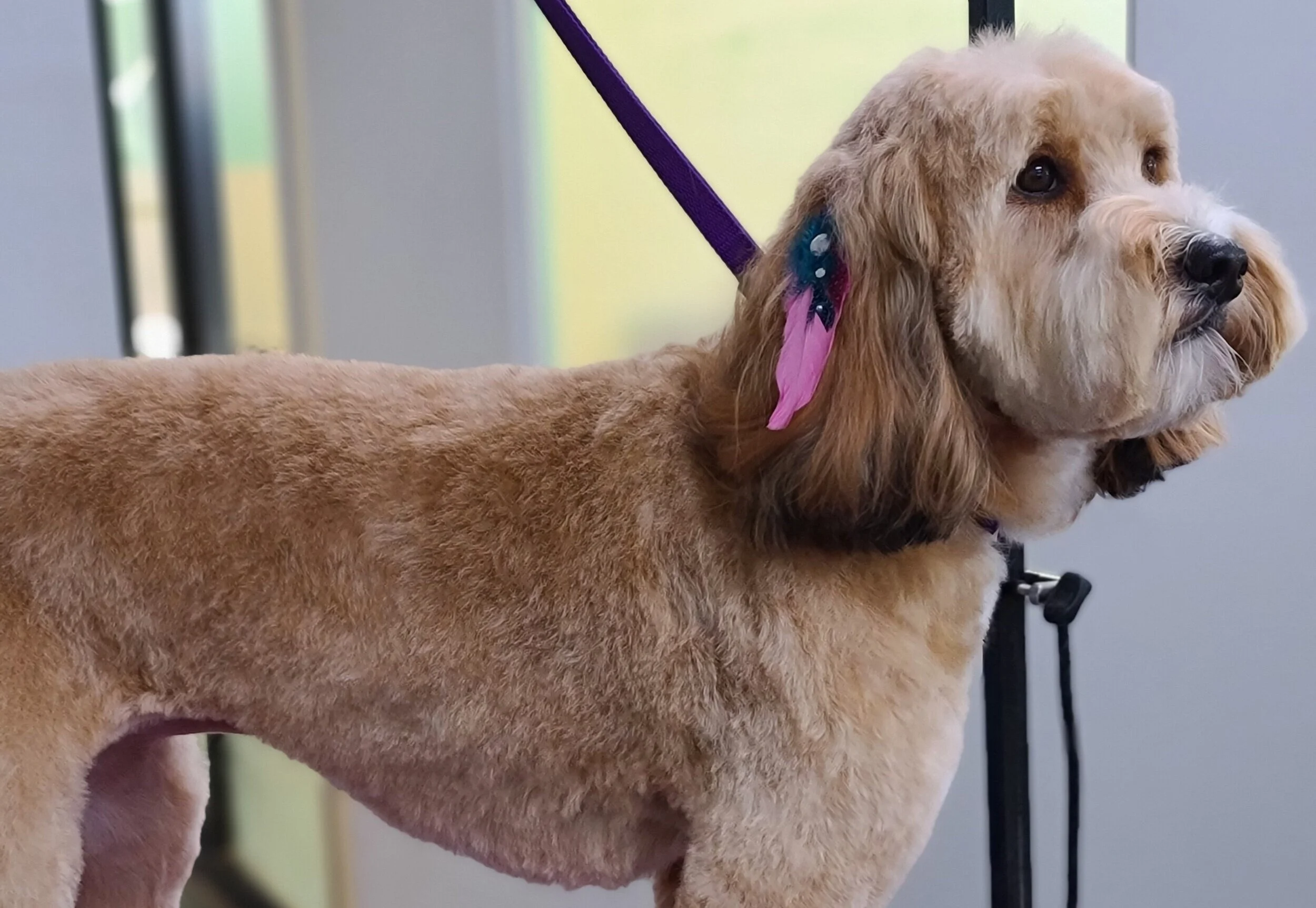 pawsome doggy daycare