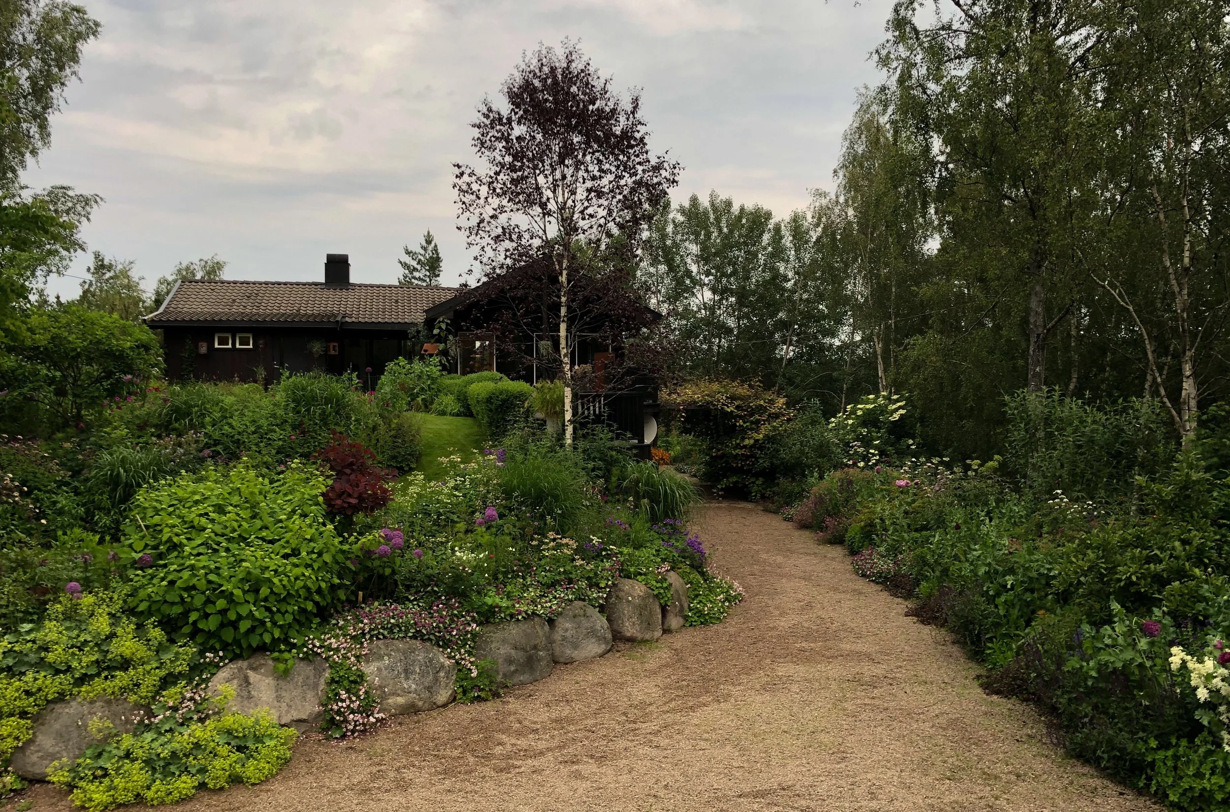 Hagelykke i skogkanten