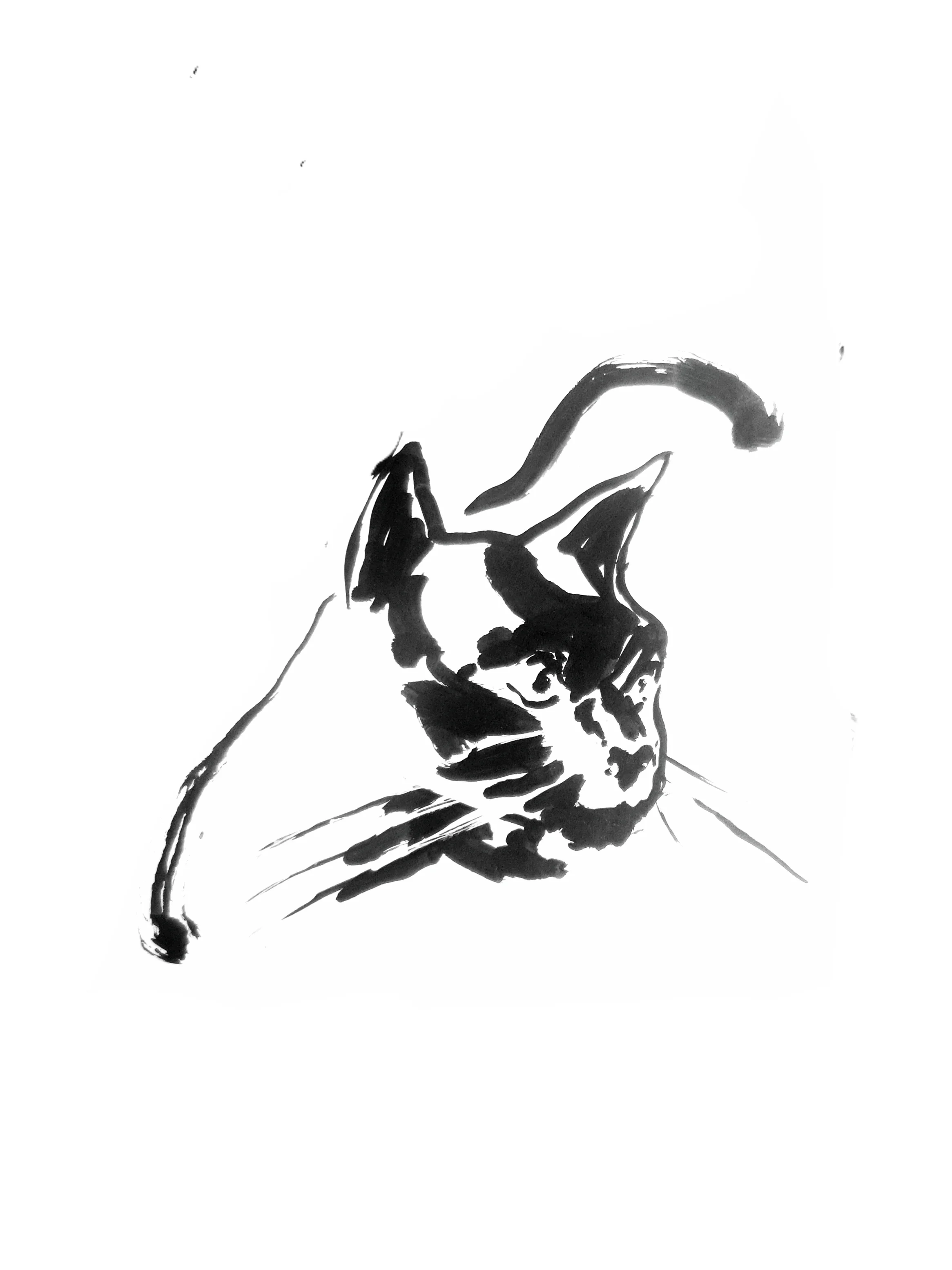 Cat 2 (Copy) (copie)