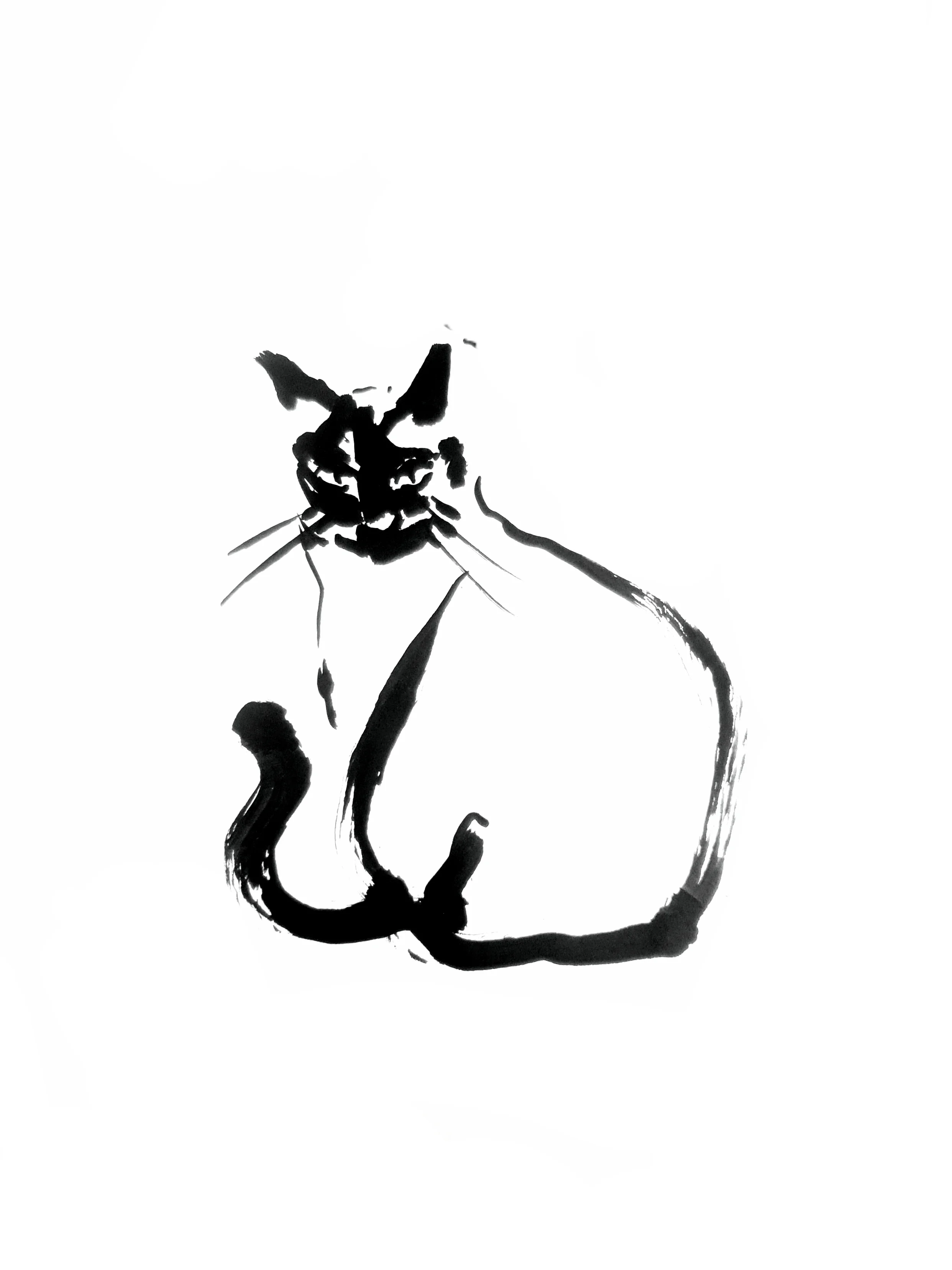 Cat 6 (Copy) (copie)