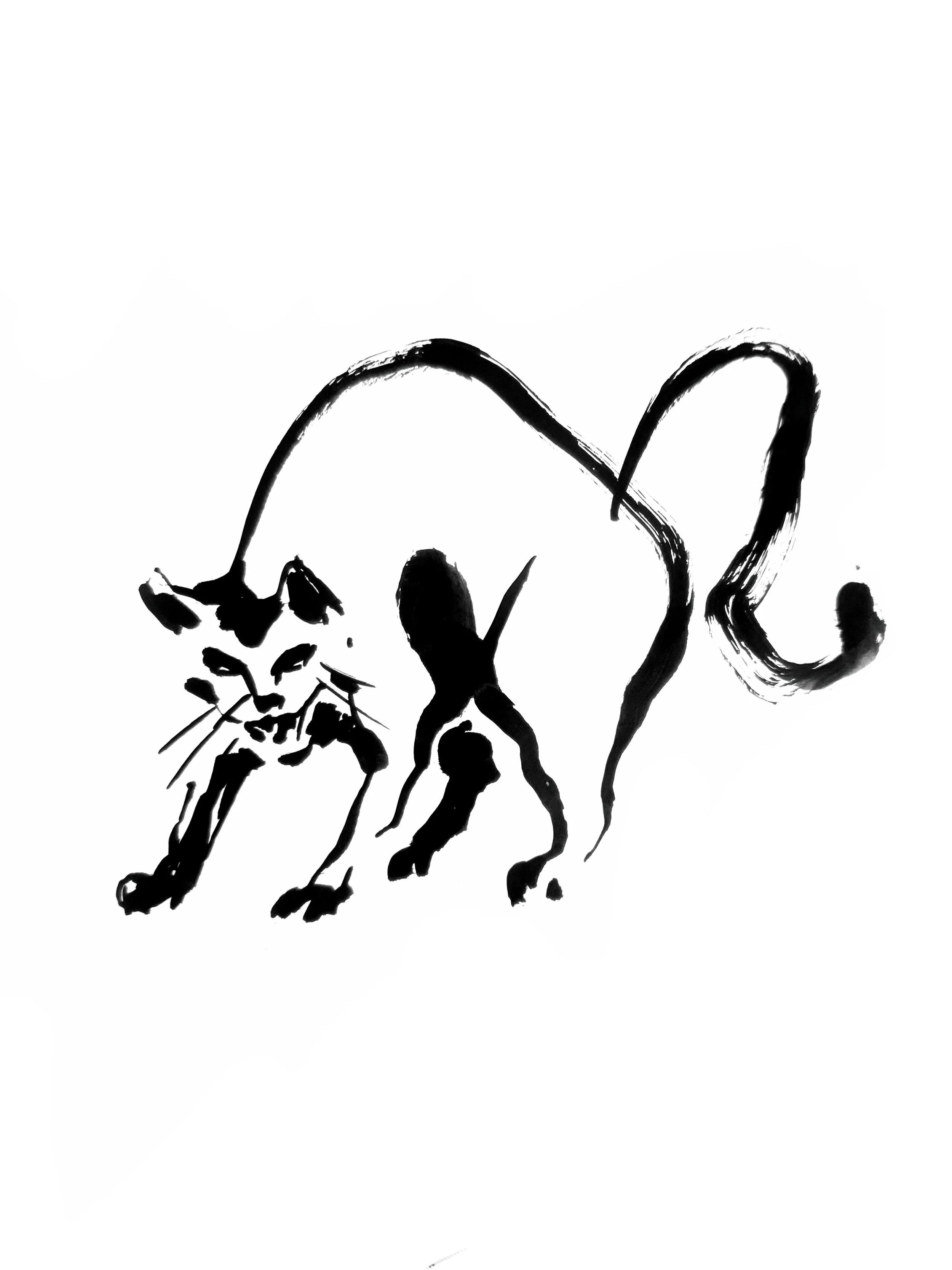 Cat 3 (Copy) (copie)