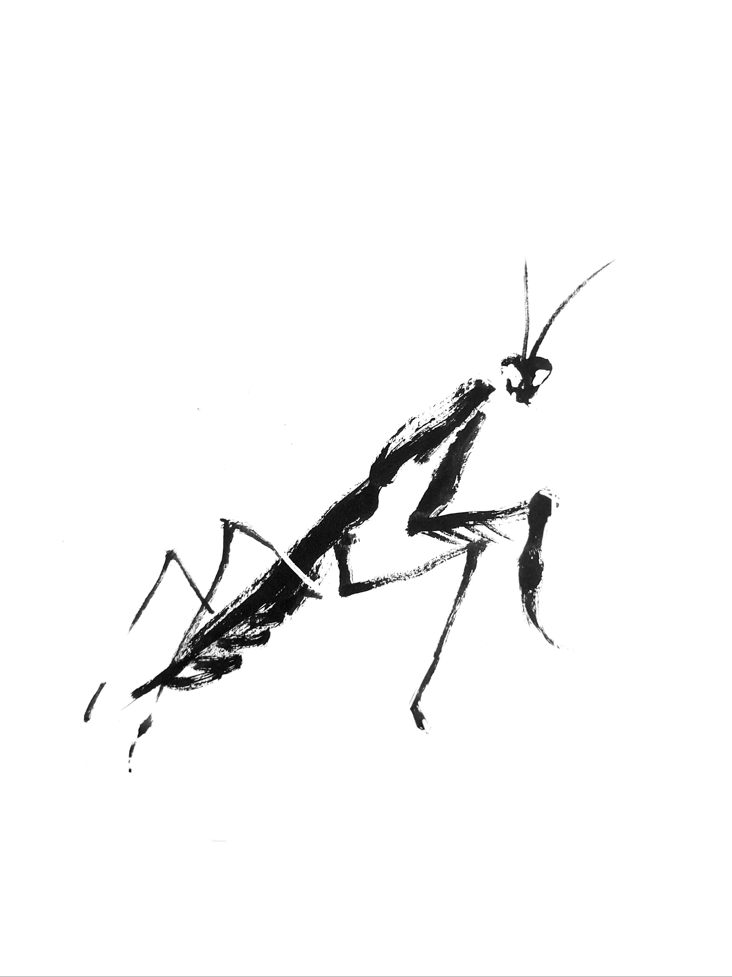 Mantis 1 (Copy) (copie)