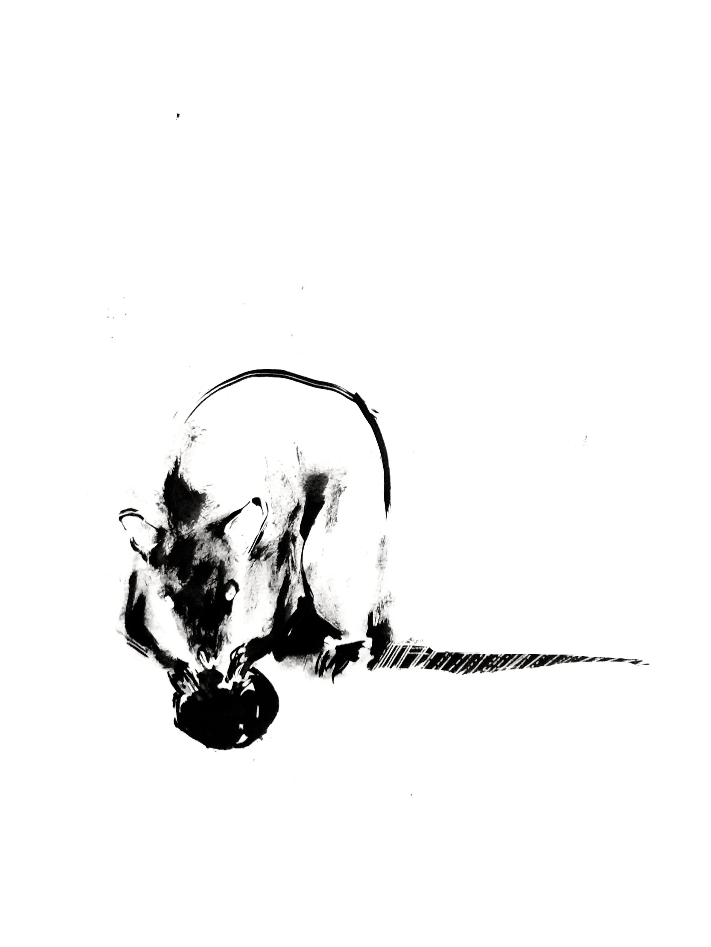 Rat 5 (Copy) (copie)