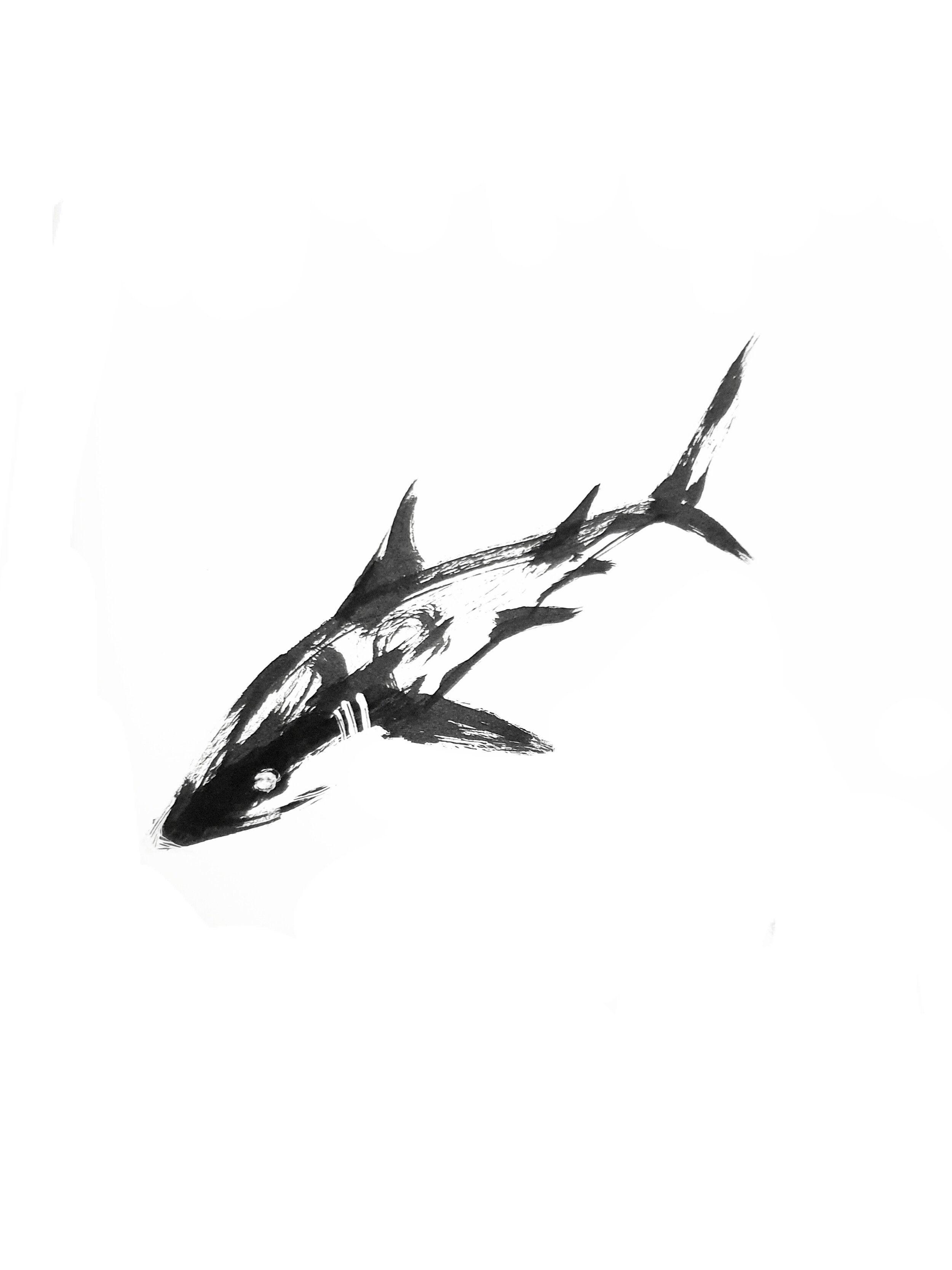 Shark 1 (Copy) (copie)