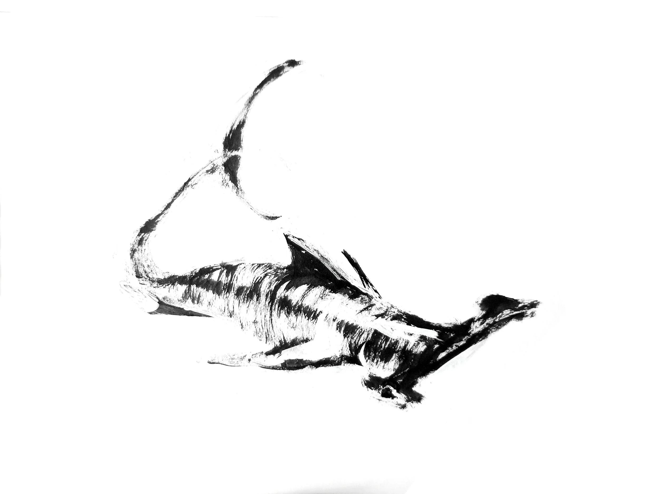 Shark 2 (Copy) (copie)