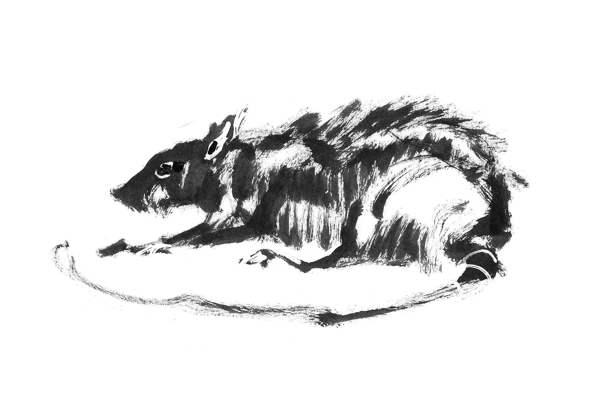 Rat 3 (Copy) (copie)