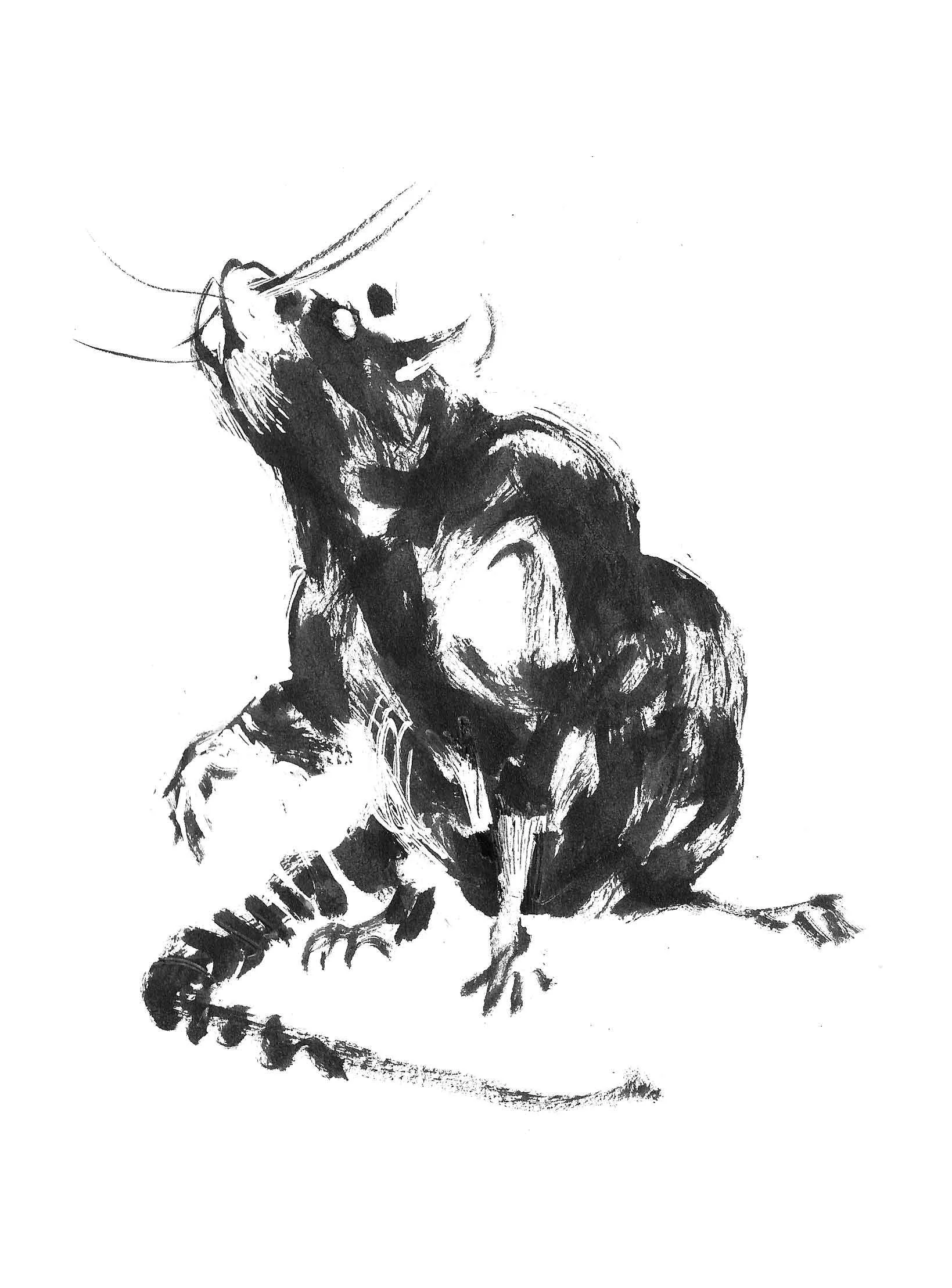 Rat 2 (Copy) (copie)