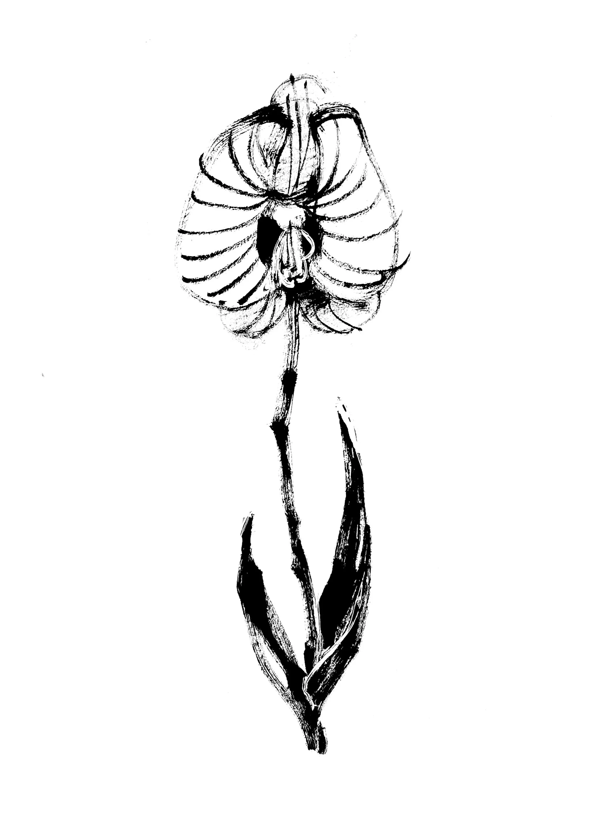 Orchid 3 (Copy) (copie)