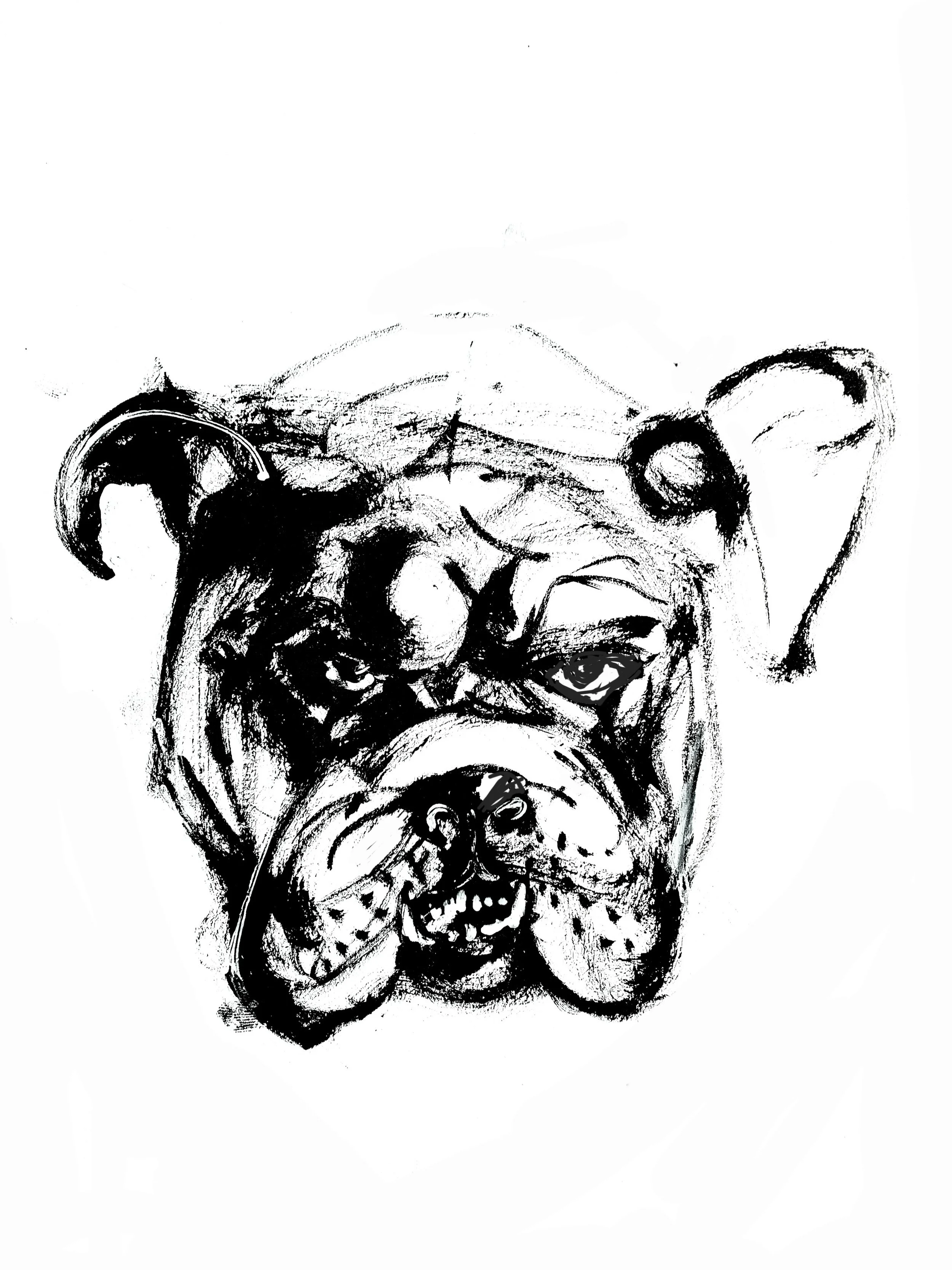Bulldog (Copy) (copie)