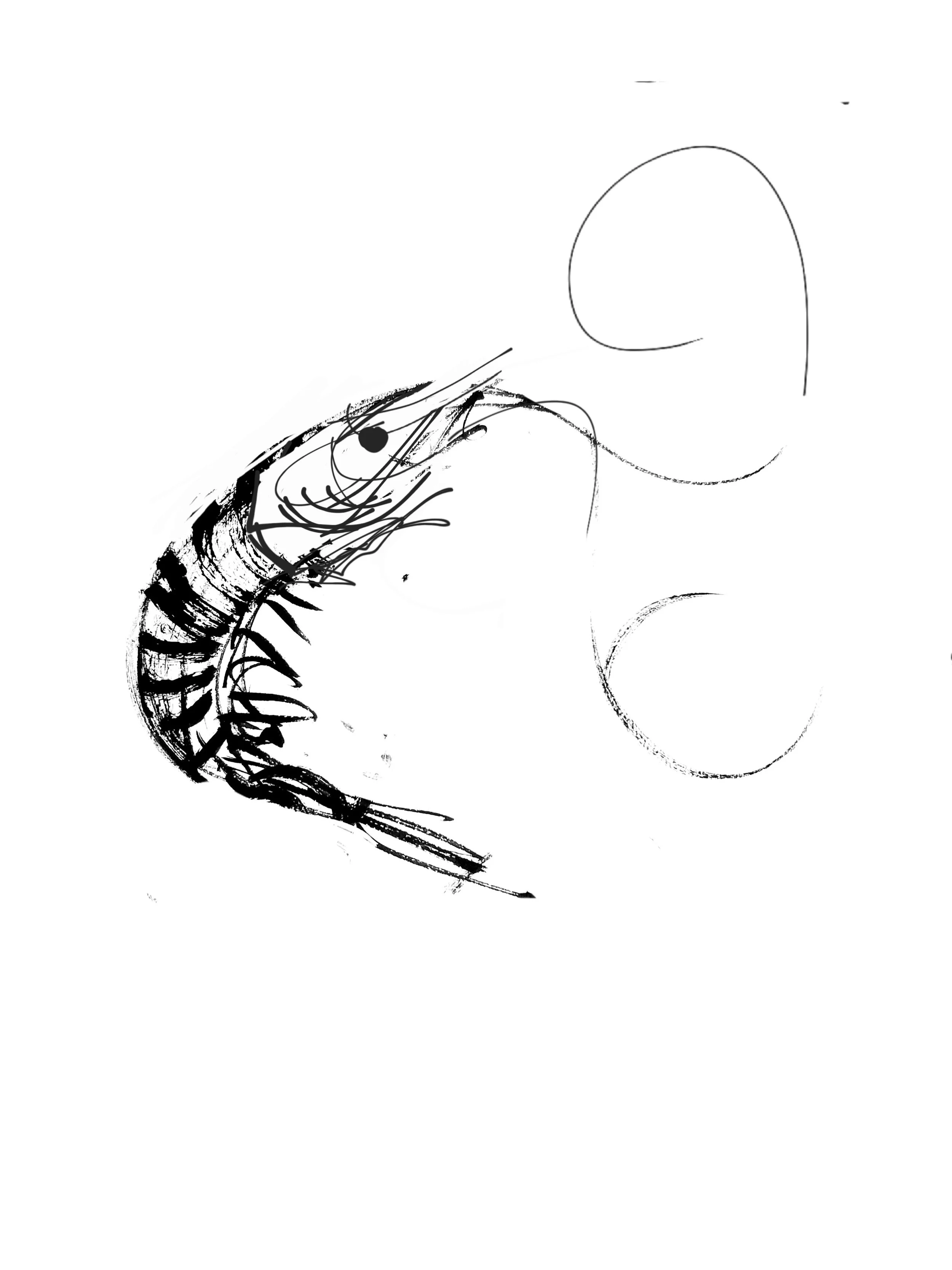 shrimp III (Copy) (copie)