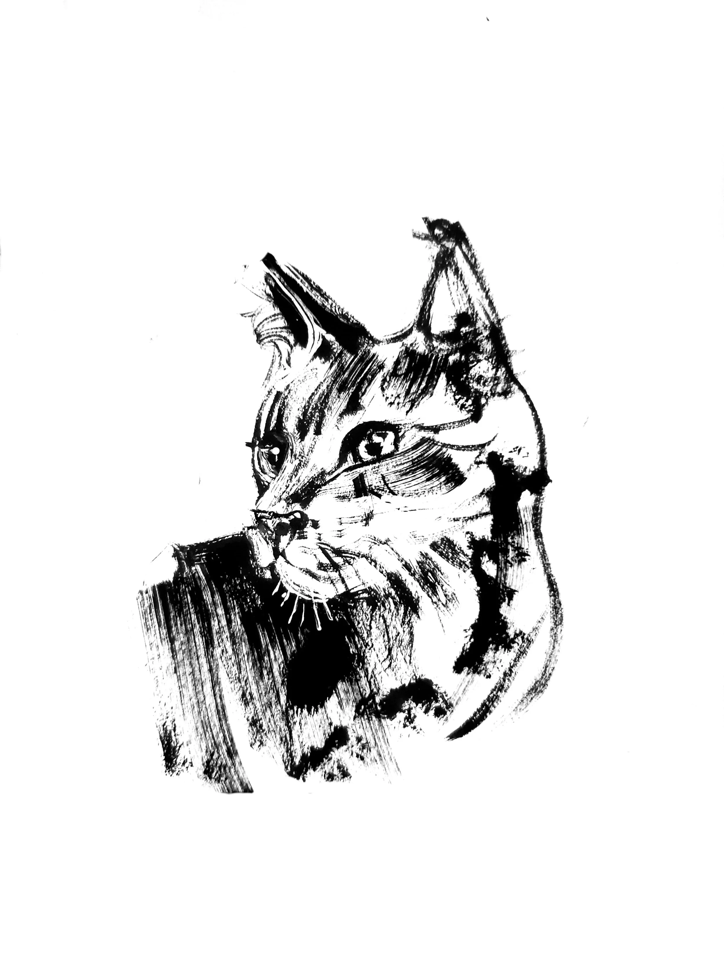 catseye (Copy) (copie)