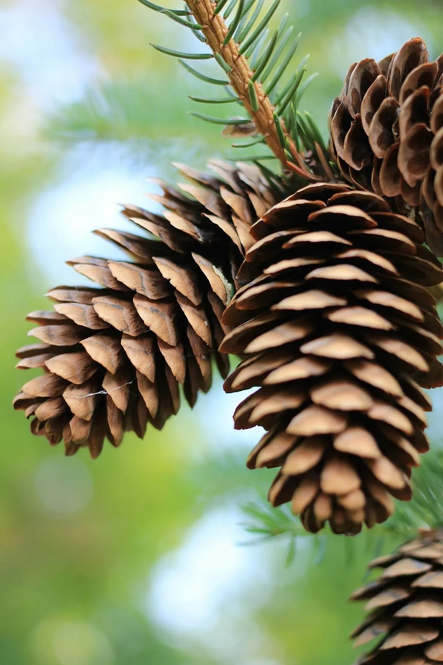 pinecones-pine-pinecone-fall.jpg