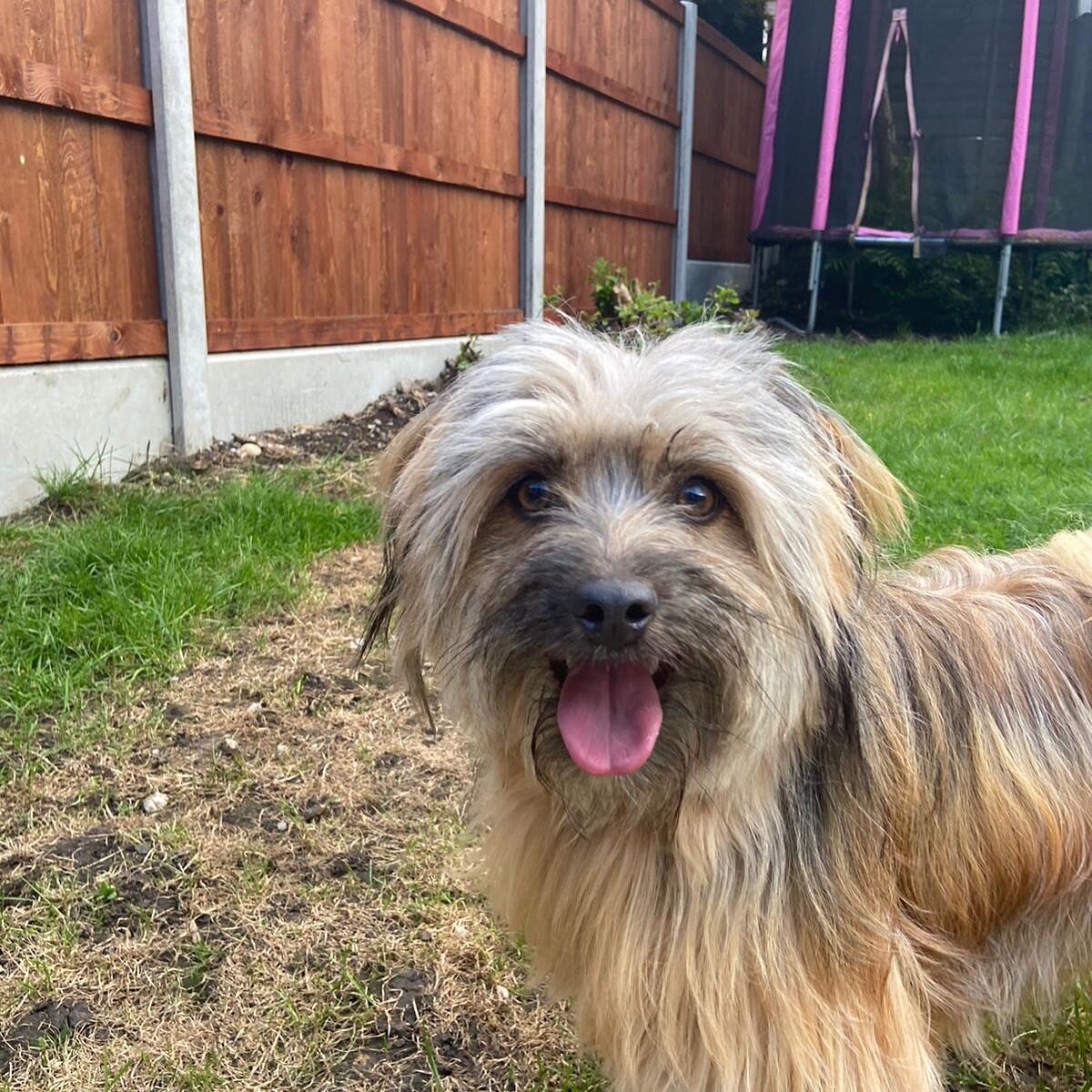 Boris the LaPooPom has been for a sleepover this weekend 🐶 #lapoopom #woofsquad #doghotel #bramhall