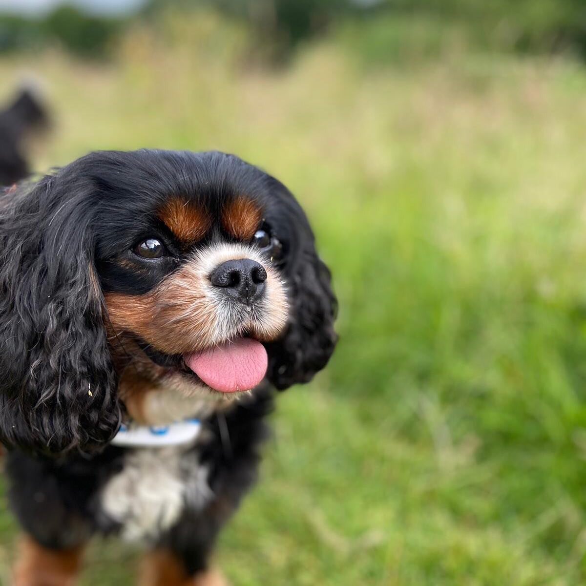 Our lovely Wilf 🖤🧡 #woofsquad #kingcharlescavalier #bramhall #cheadlehulme #woodford