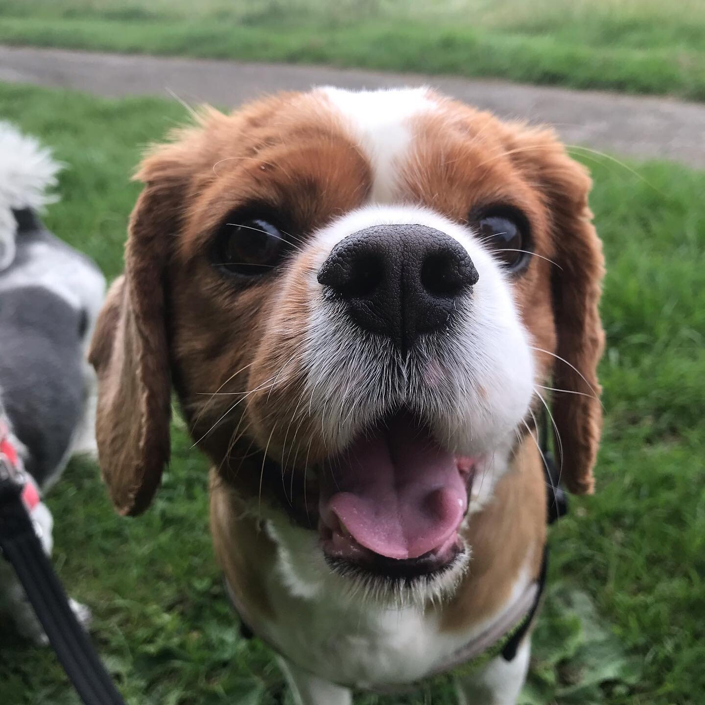 Gorgeous girl Charley 🧡 #kingcharlescavalier #woofsquad #cavaholic #dogwalking #cheadlehulme #bramhall #woodford