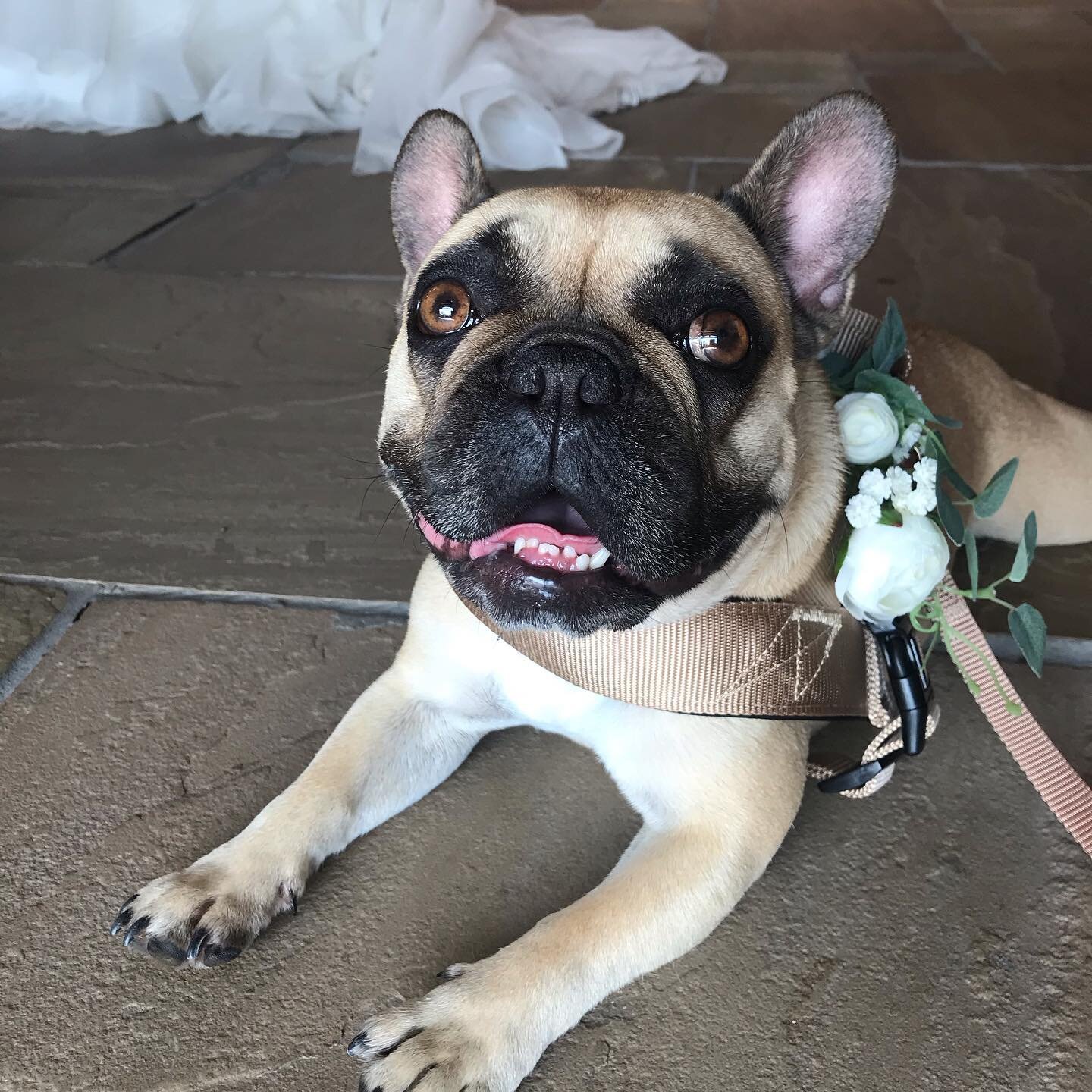 Such a little sweetheart 💗 #frenchbulldog #weddingchaperone #woofsquad #cheshire