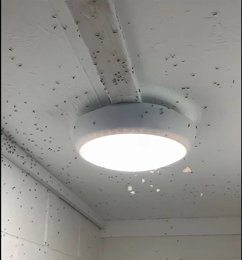 flies.jpg