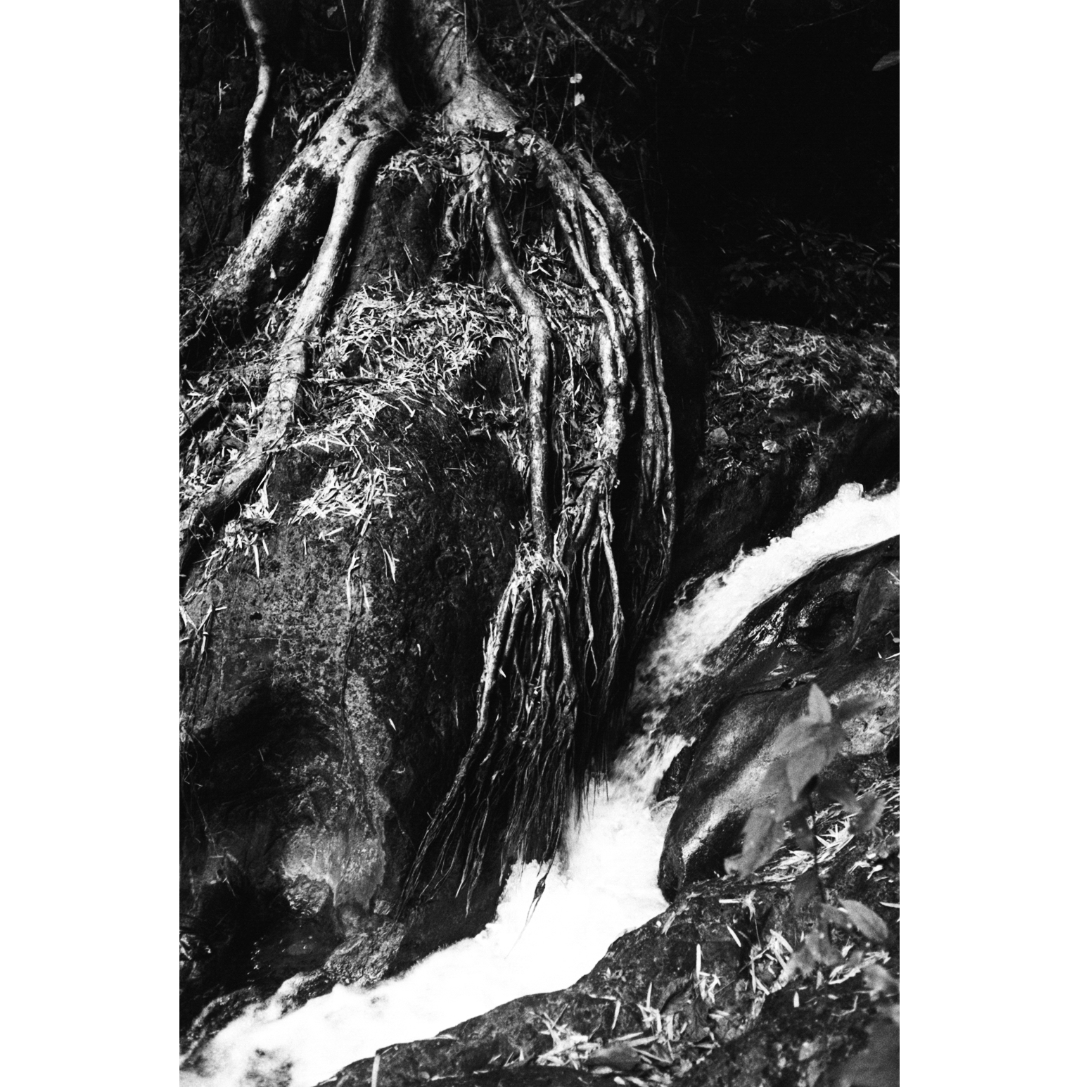 treeolife.png