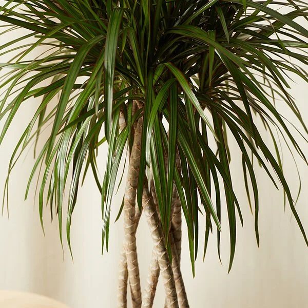 Dracaena