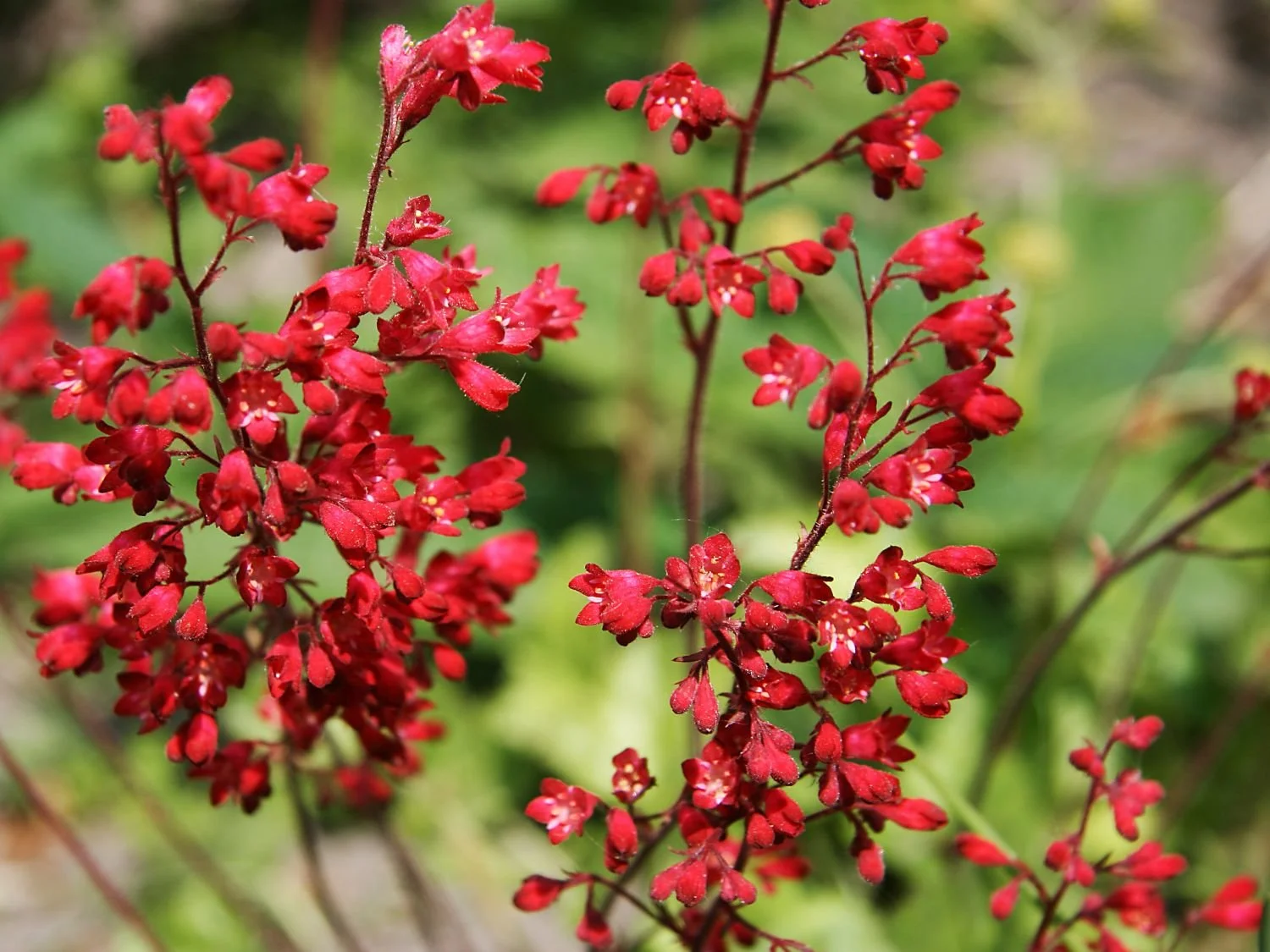 Heuchera sanguinea Ruby Bells