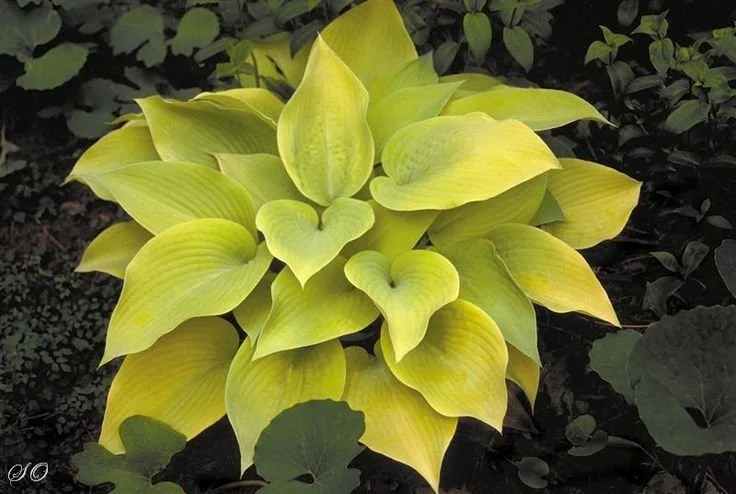 yellow hosta.jpg