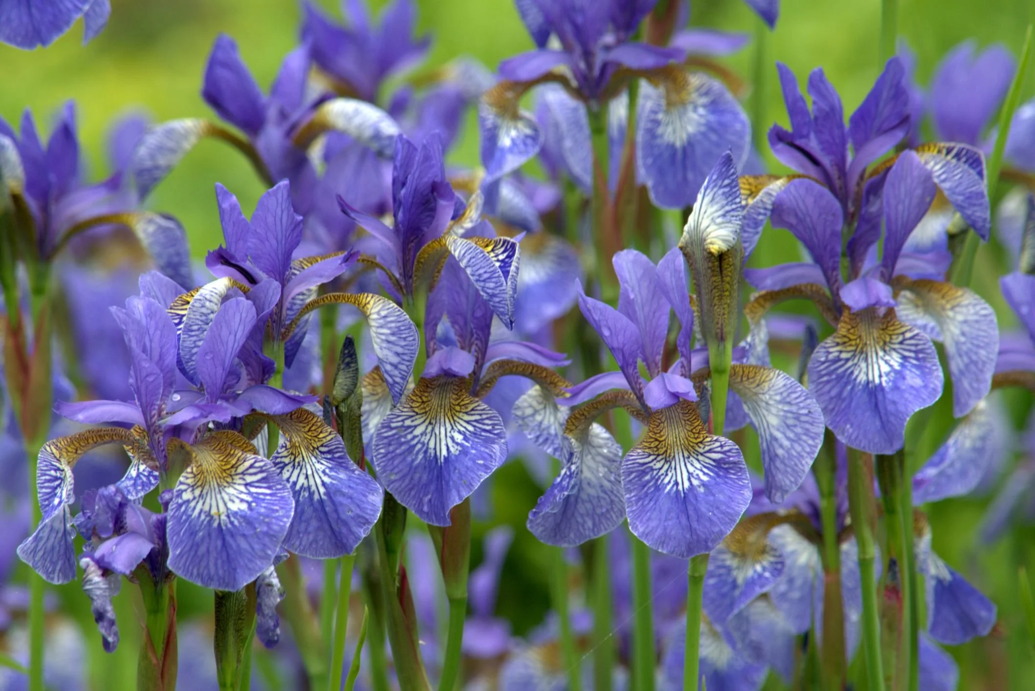 Siberian iris.jpg