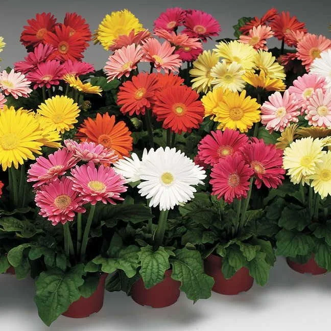 gerbera daisy.jpg