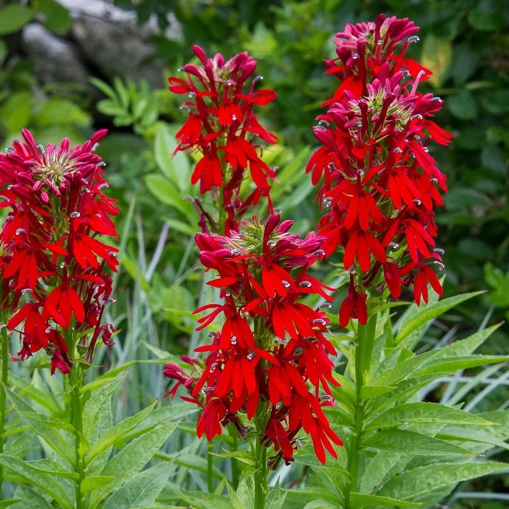 Lobelia cardinalis Green Native.jpg