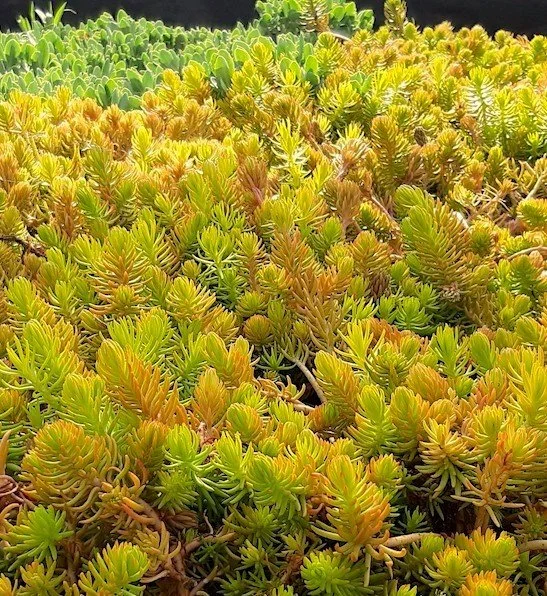 Golden Stonecrop.jpg