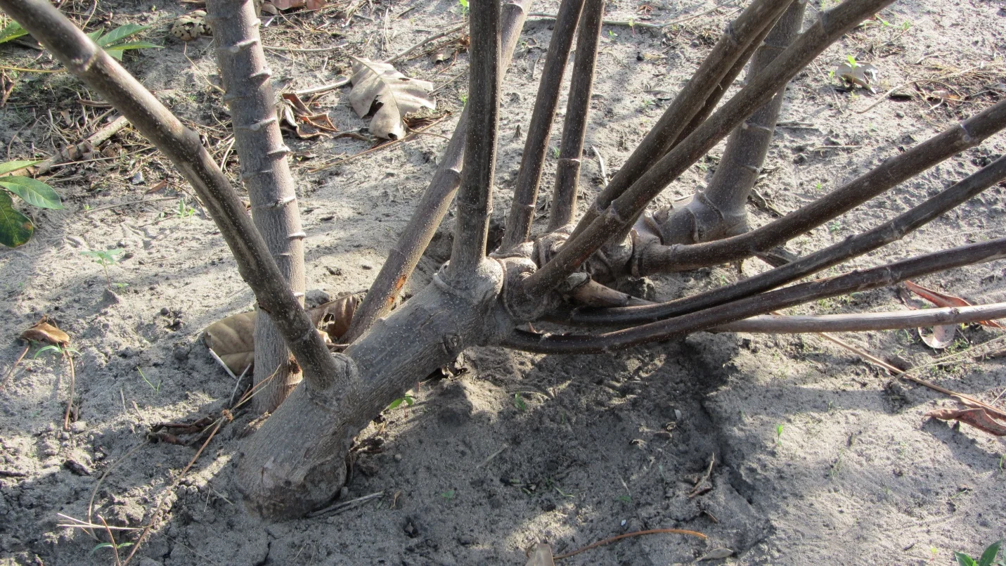 Gender non-binary manioc waíputre root