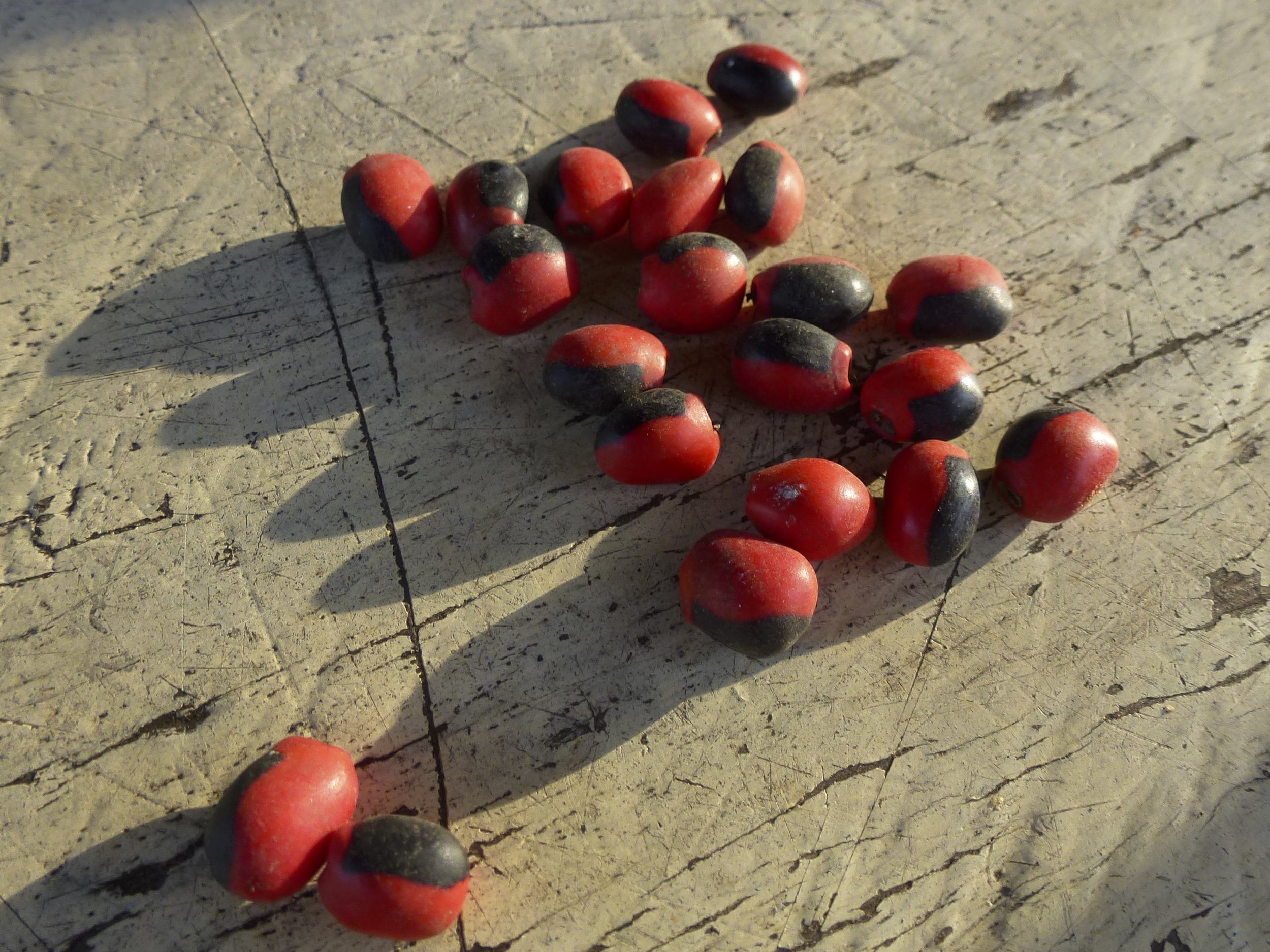 Huayruro beads ( Ormosia coccinea ), used to make jewellery by indigenous groups across Amazonia | Lewis Daly / Guyana / 2012