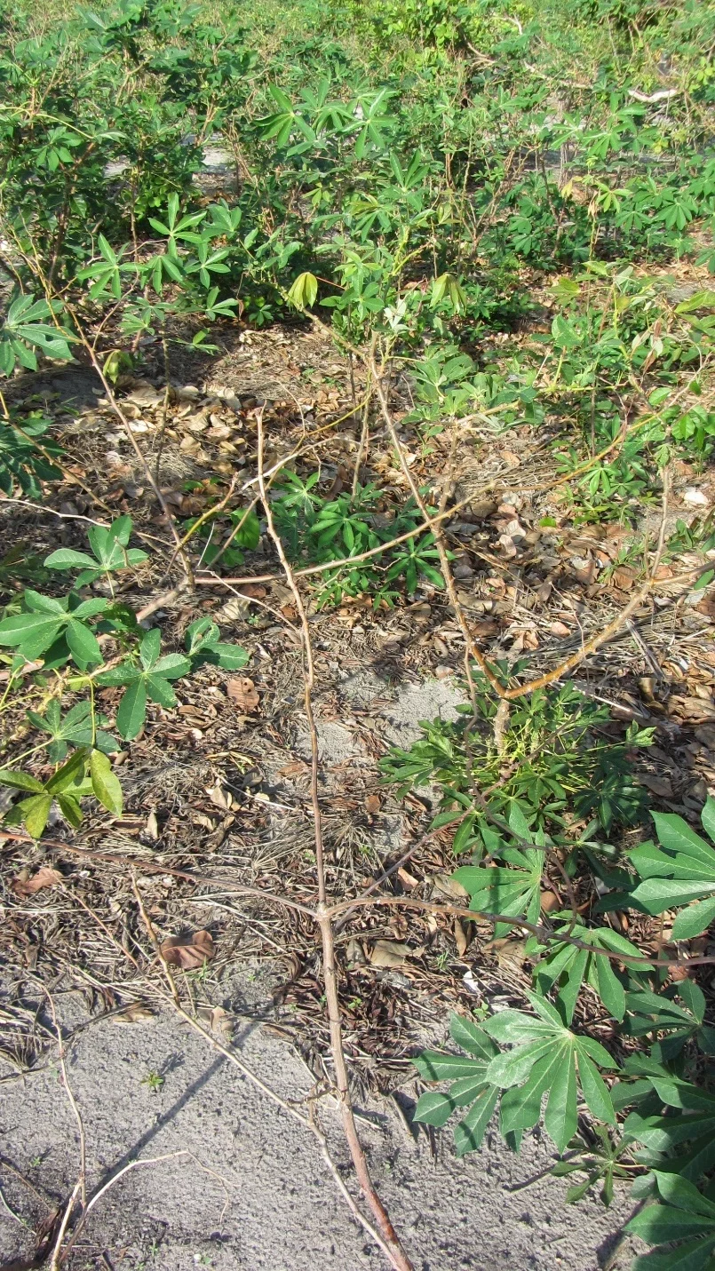 Gender non-binary manioc waíputre plant