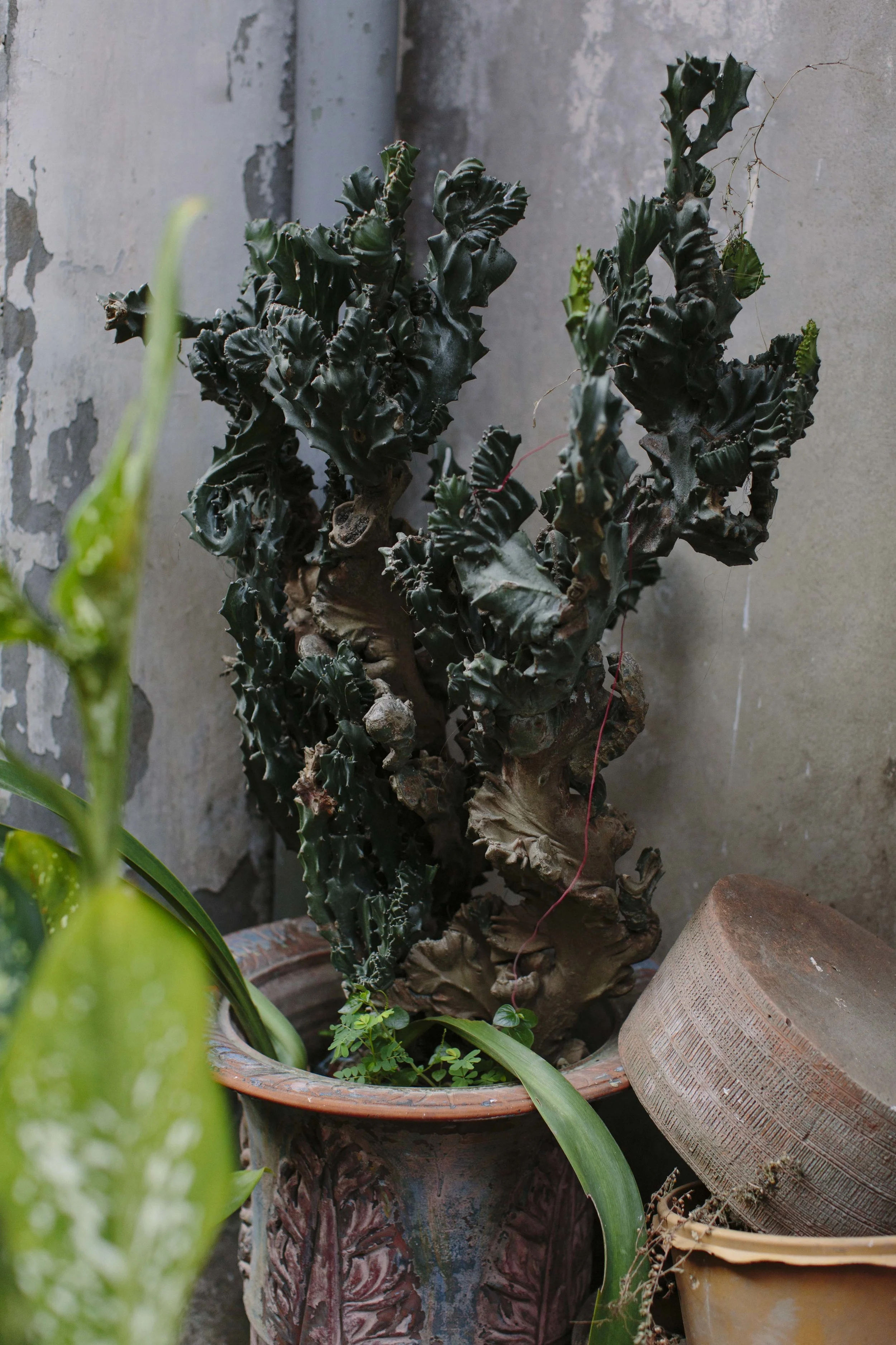 MacCormick_Yangon_Gardens-34.jpg