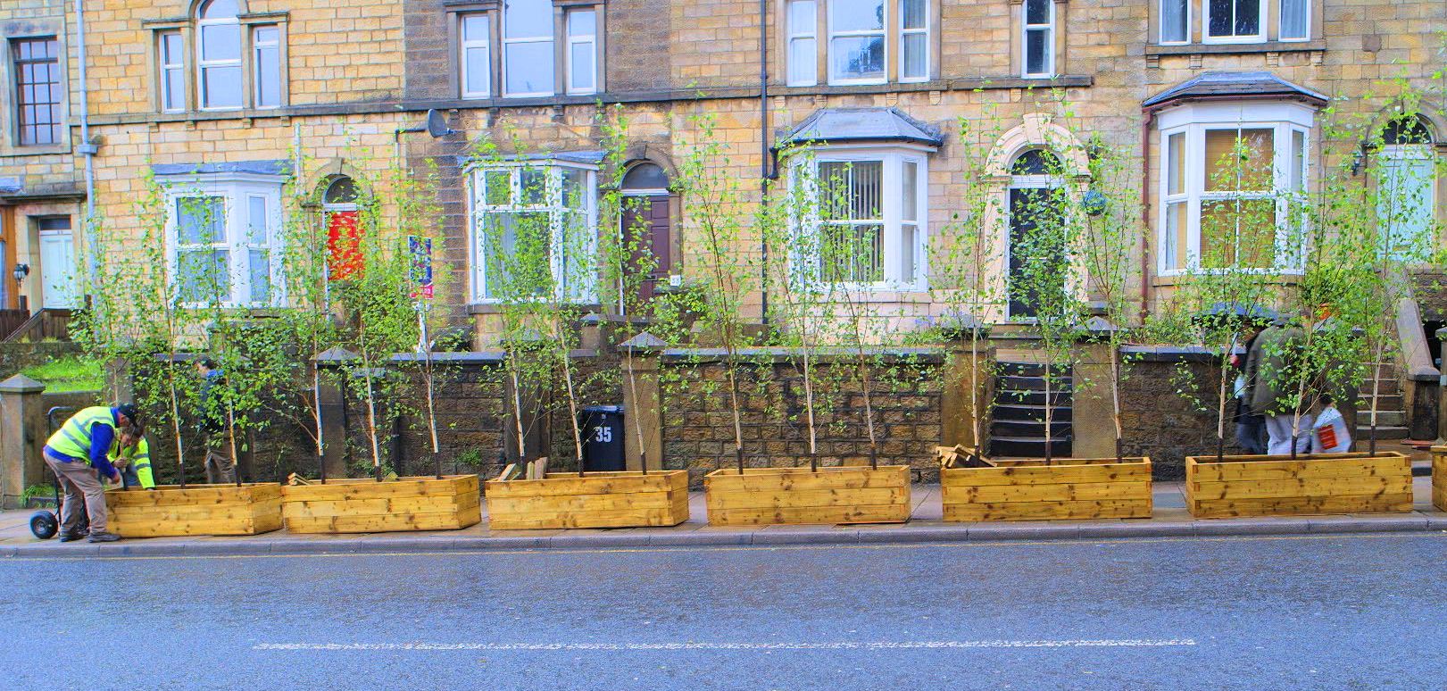 Silver birch trees placed outside houses in Lancaster. Their leaves can stop over half the particulate dust generated by passing traffic from entering them. | Barbara Maher