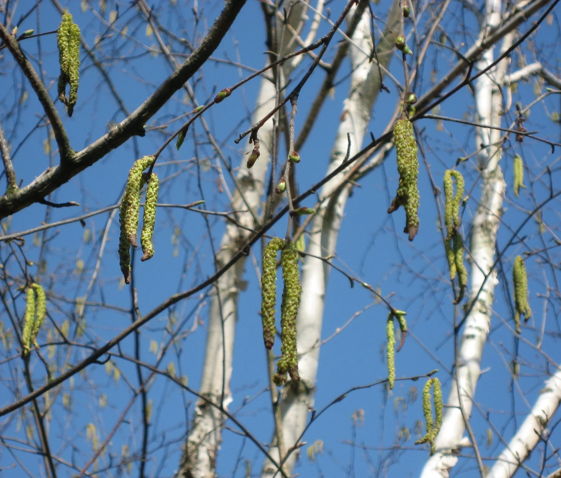 Betula_utilis01_by_Line1.jpg