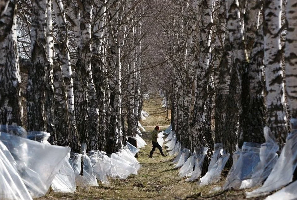 Workers gather birch sap near Minsk, Belarus | Tatyana Zenkovich / Rex Shutterstock